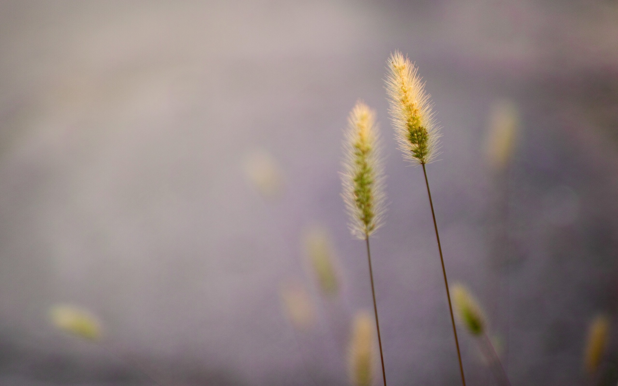 Two foxtail grass plants in soft light HD Wallpaper