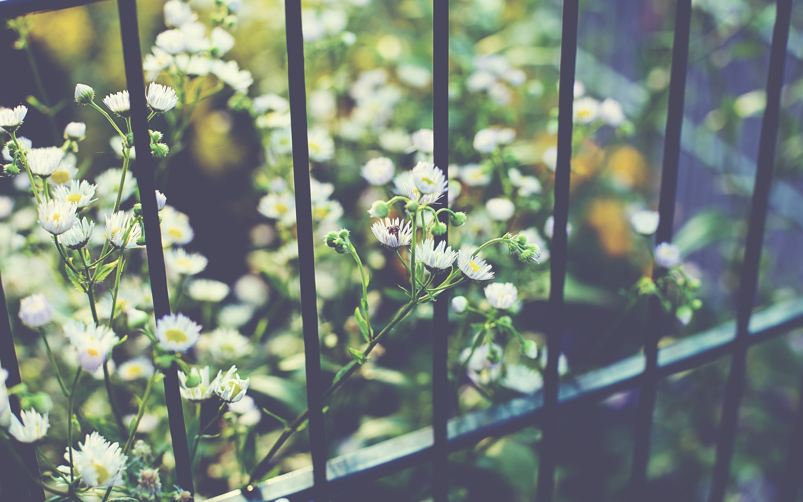 White wildflowers behind a dark metal fence HD Wallpaper