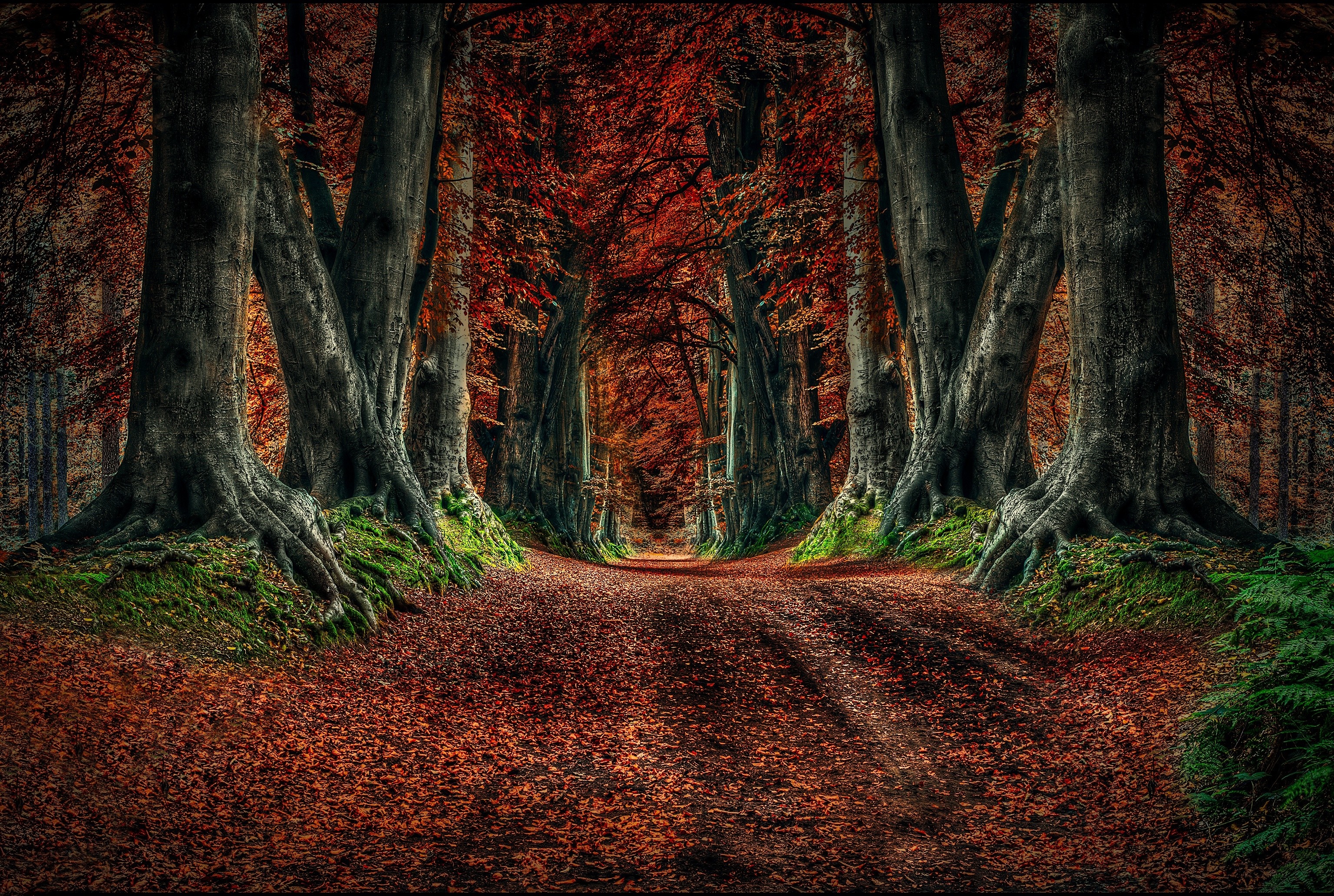 Autumn forest path with large trees and fallen leaves HD Wallpaper