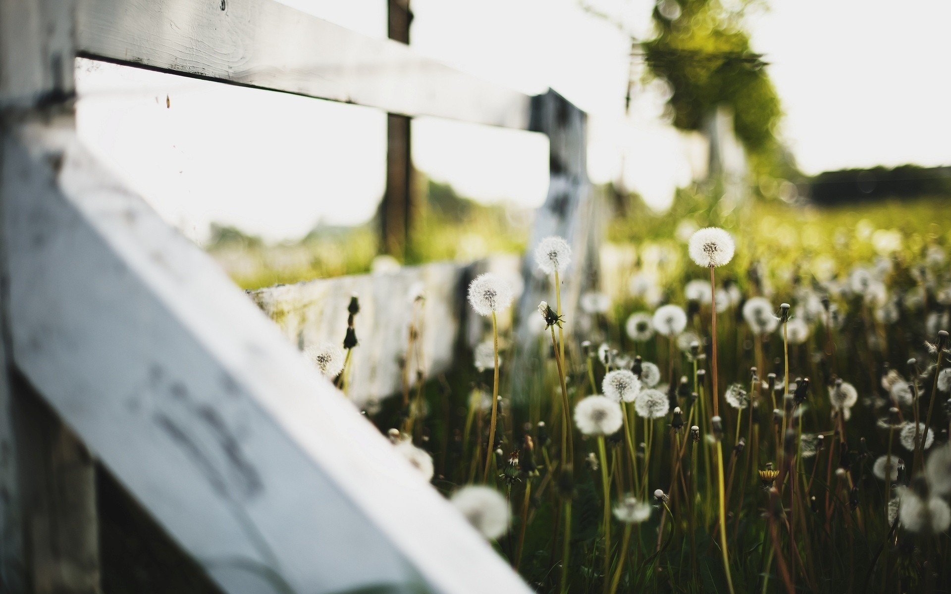 Dandelions by a white wooden fence in sunlight HD Wallpaper