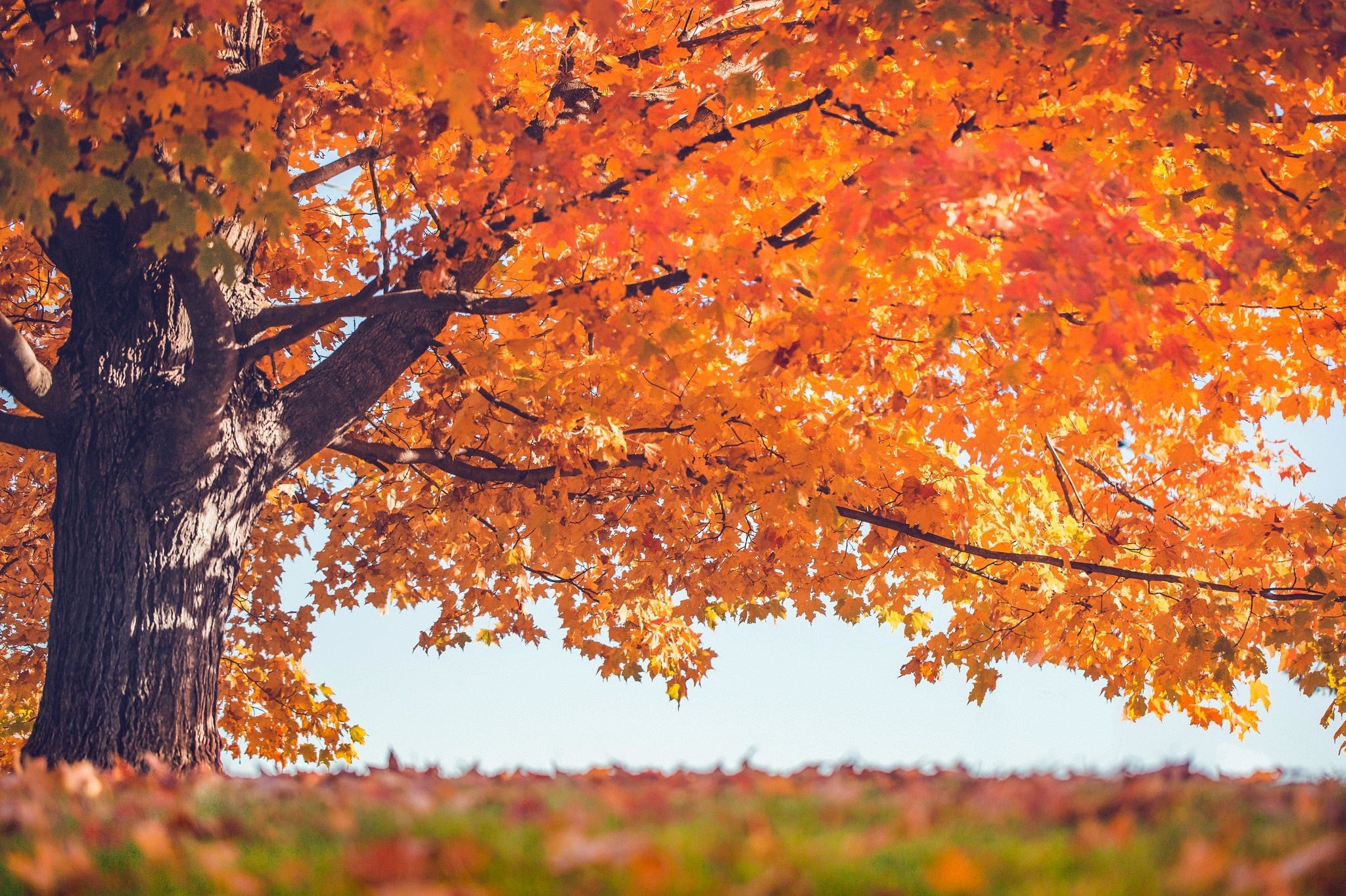 Tree with orange autumn leaves and fallen leaves on the ground HD Wallpaper