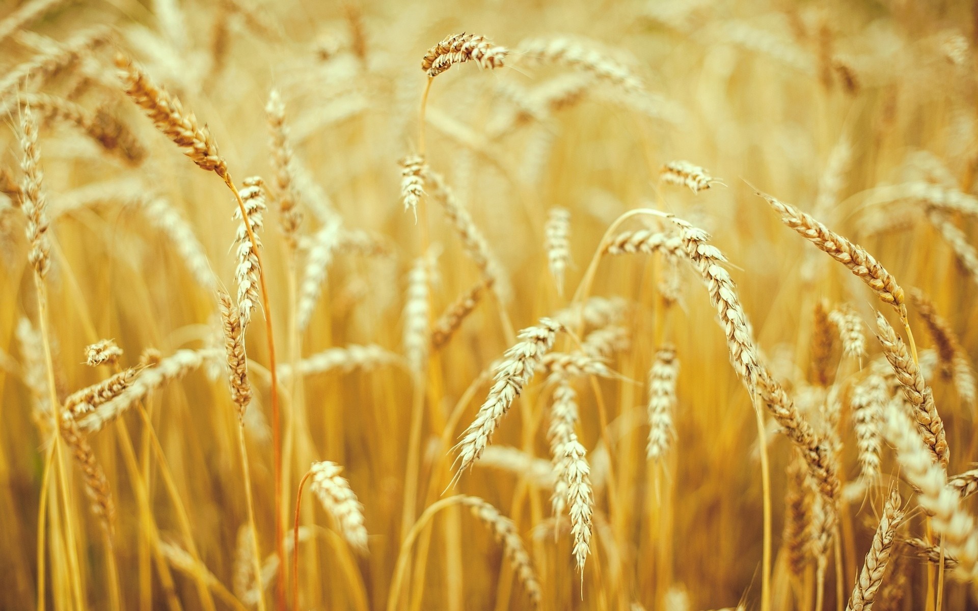 Close up of a wheat field in sunlight HD Wallpaper