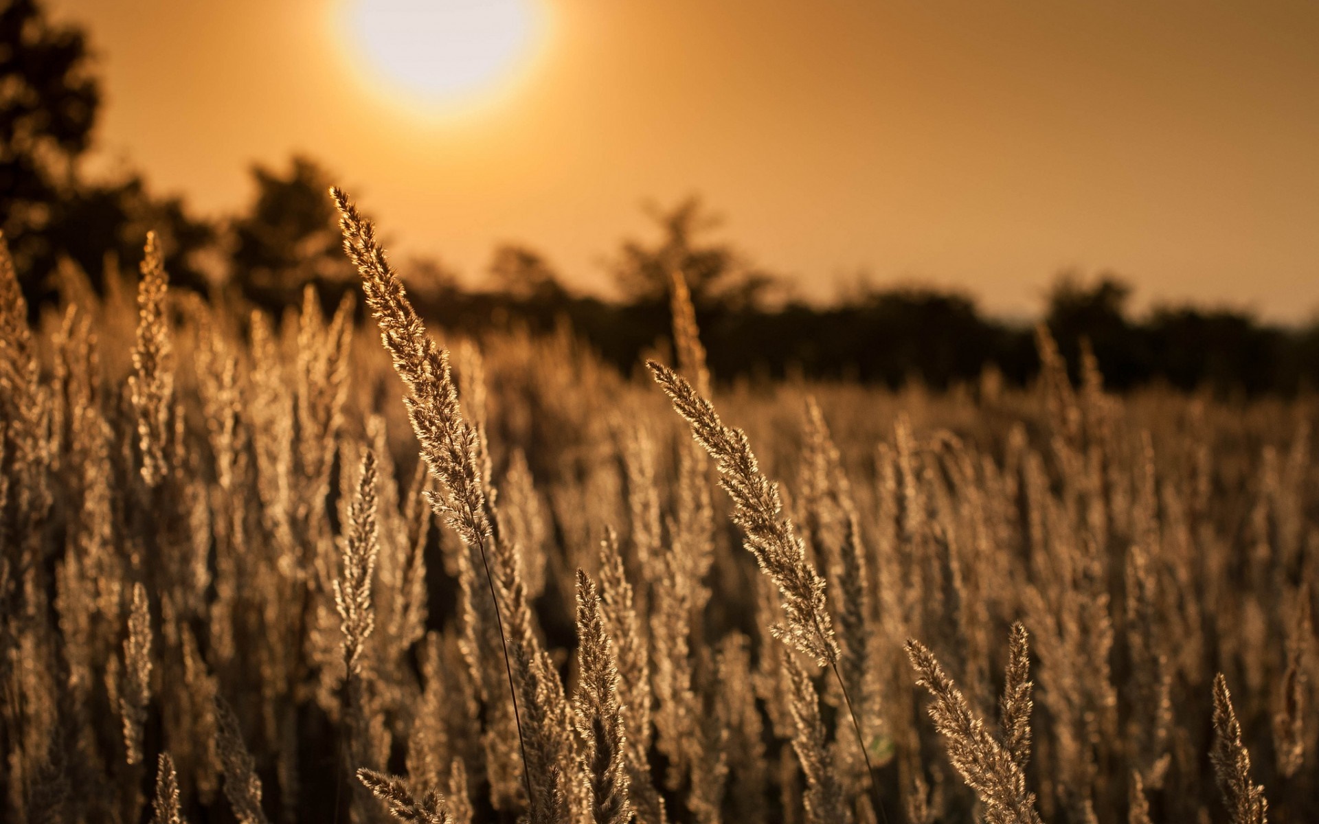 Golden grass field at sunset HD Wallpaper