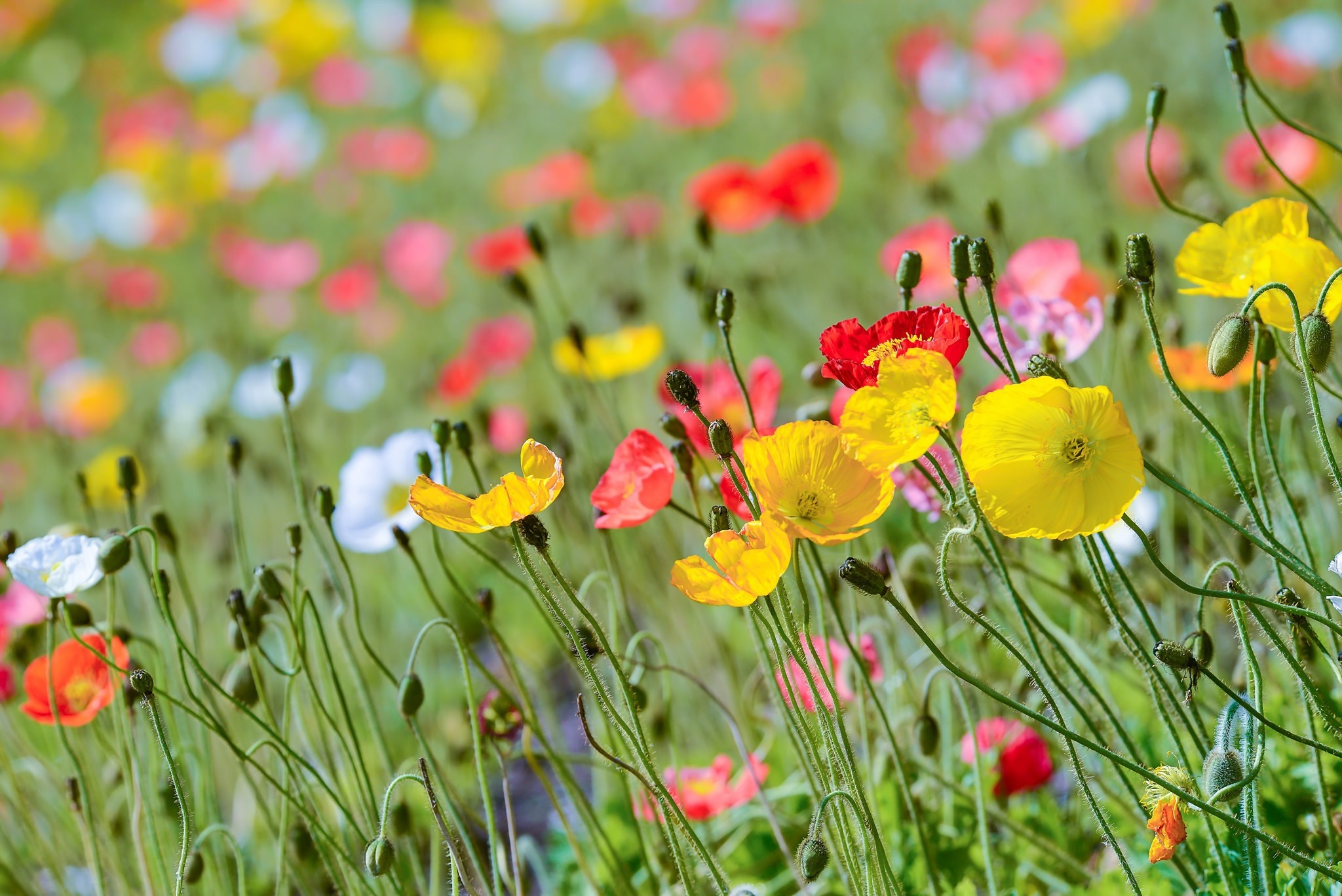 Field of colorful poppies in bloom HD Wallpaper