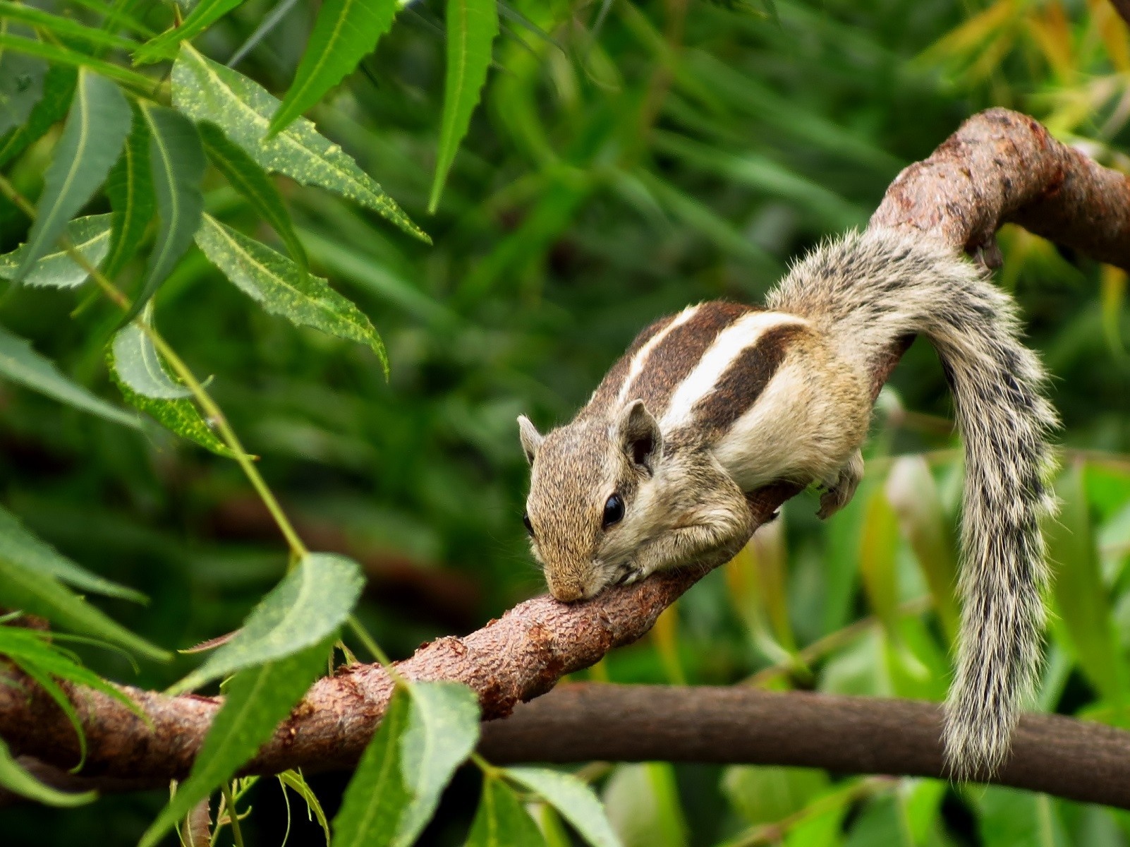 Squirrel on a tree branch with green leaves HD Wallpaper