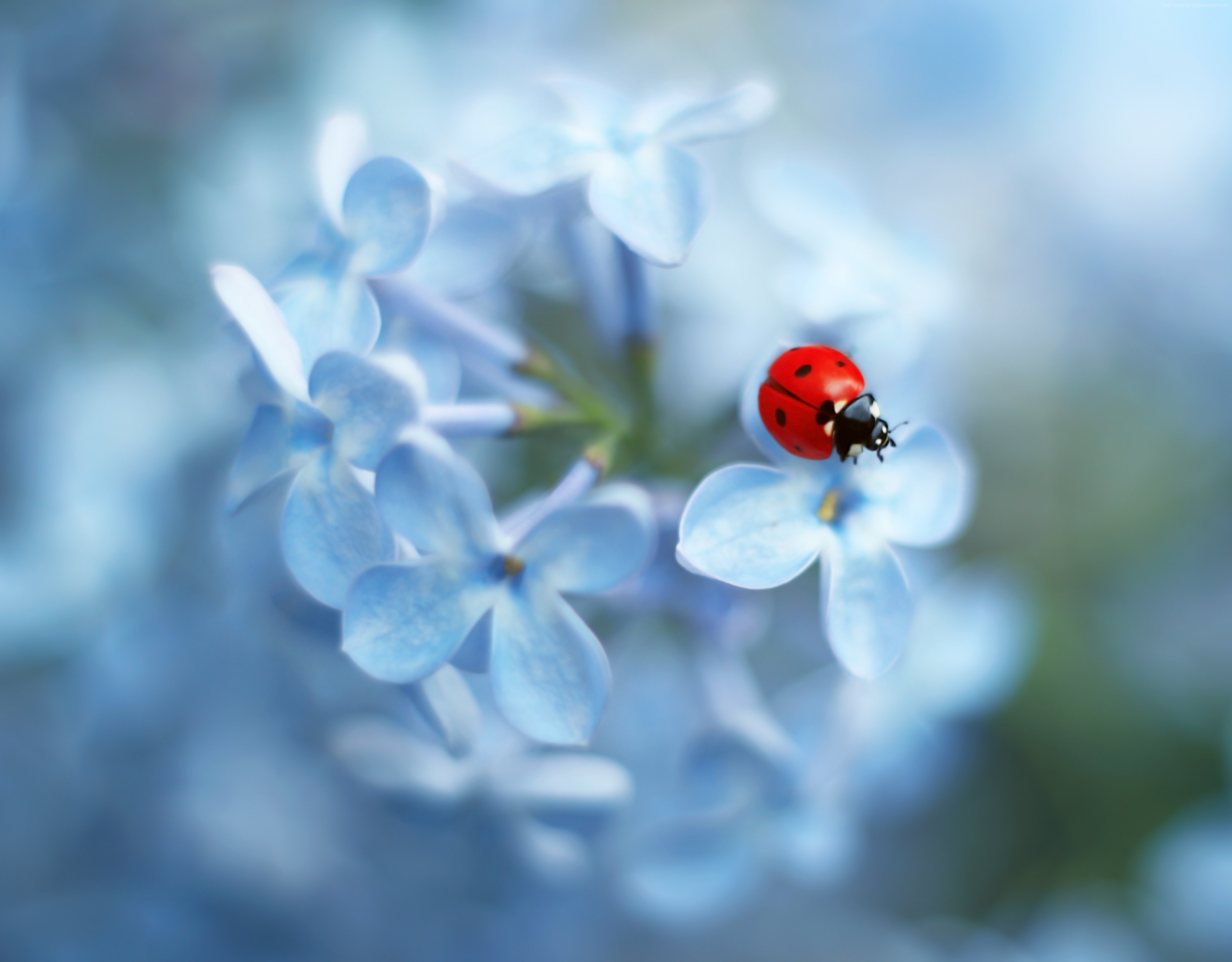 Ladybug on a blue flower HD Wallpaper