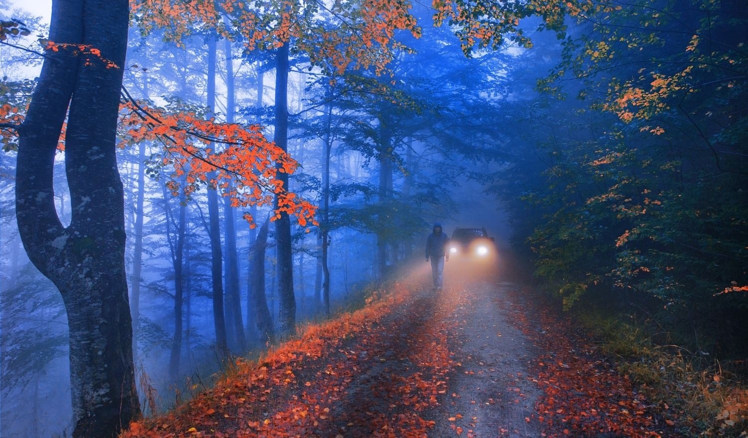 Person walking on a foggy forest road in autumn HD Wallpaper
