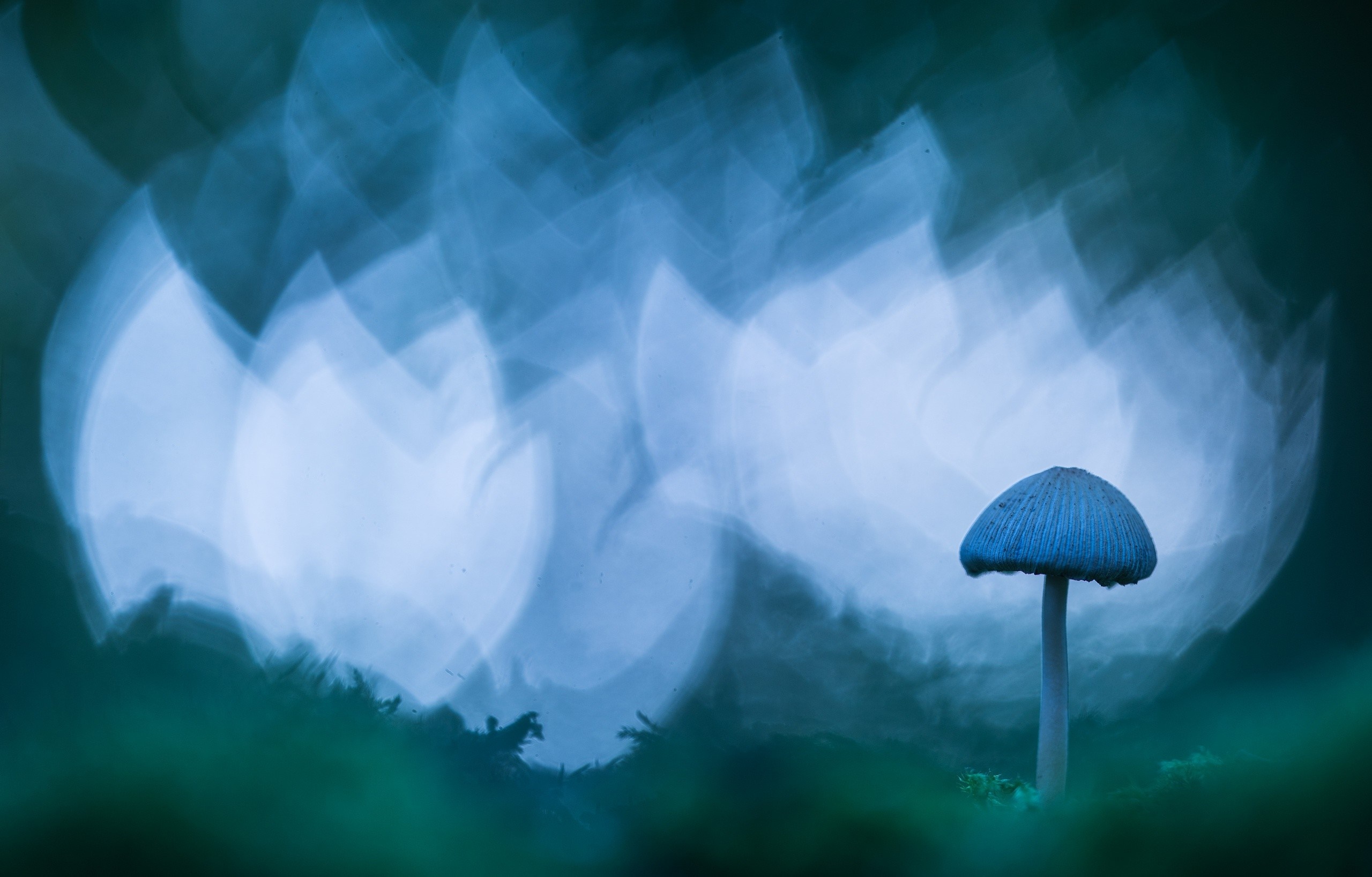 Blue mushroom with bokeh background HD Wallpaper