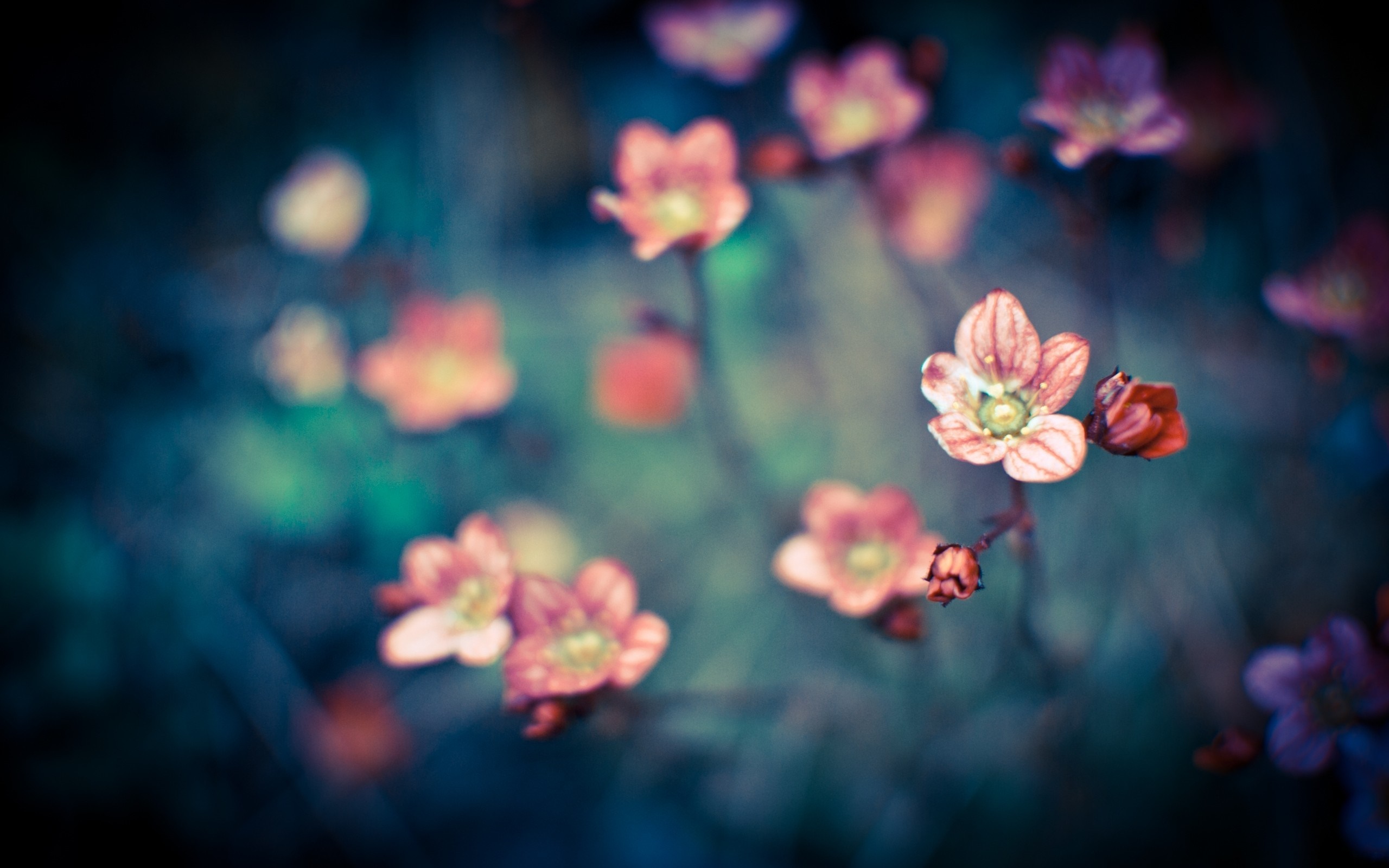 Macro photography of pink and red flowers HD Wallpaper
