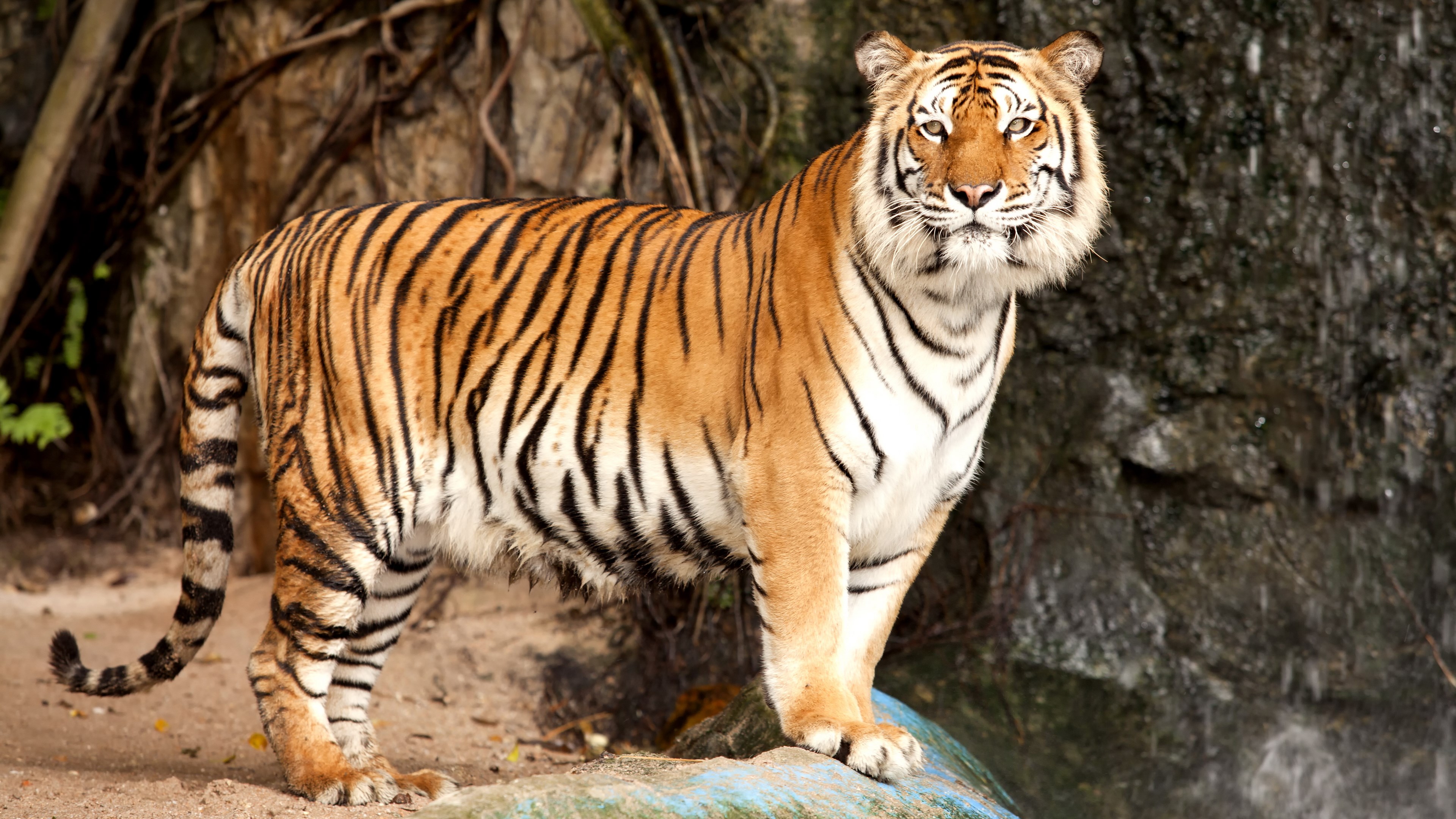 Tiger standing on rocks near a waterfall HD Wallpaper
