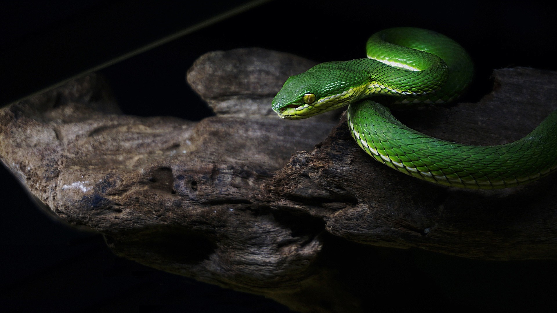 Green snake coiled on a piece of driftwood HD Wallpaper