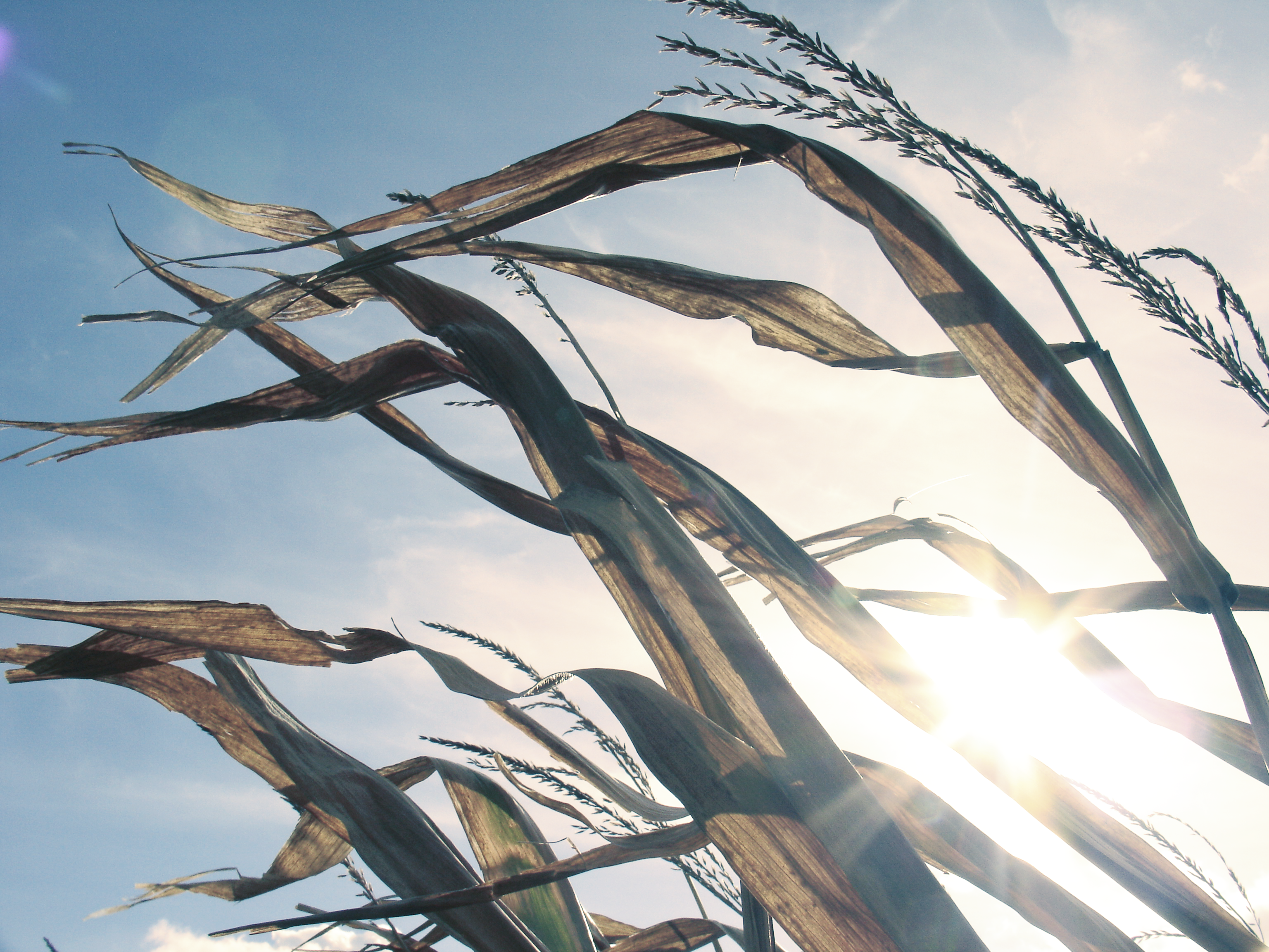 Dried corn stalks against a bright sky HD Wallpaper