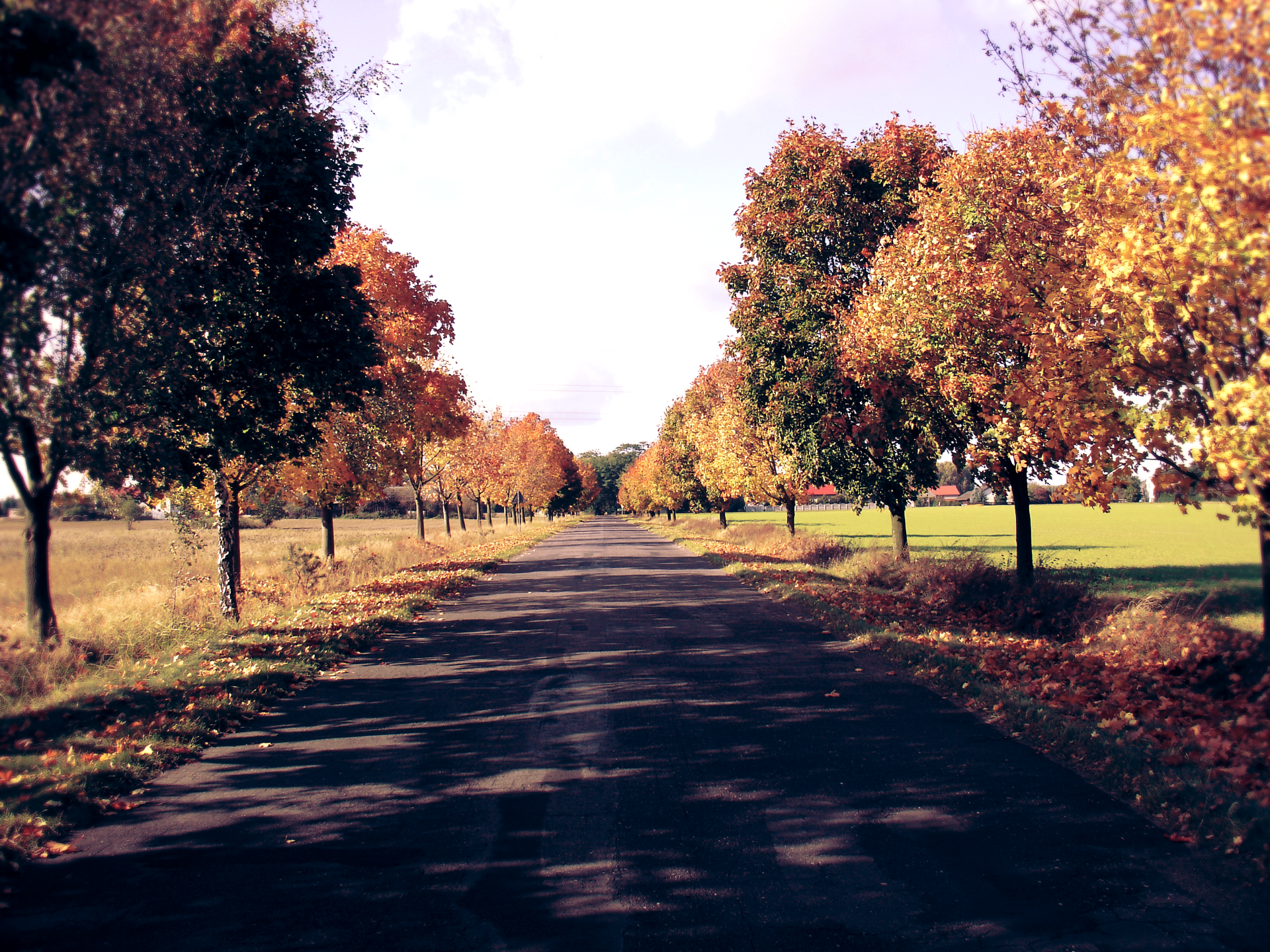 Road lined with autumn trees in Poland HD Wallpaper