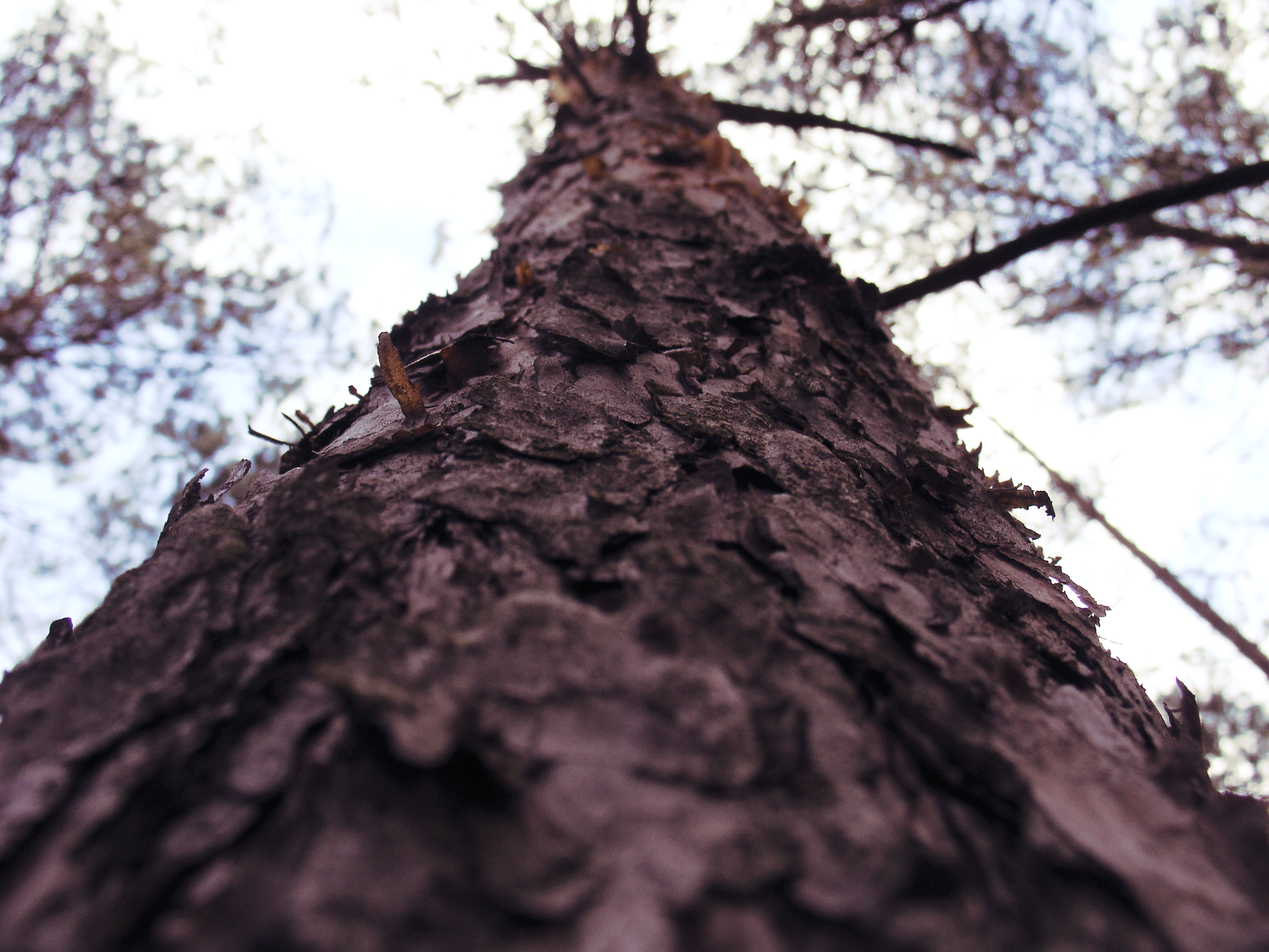 Worm's eye view of a tree trunk in a forest HD Wallpaper