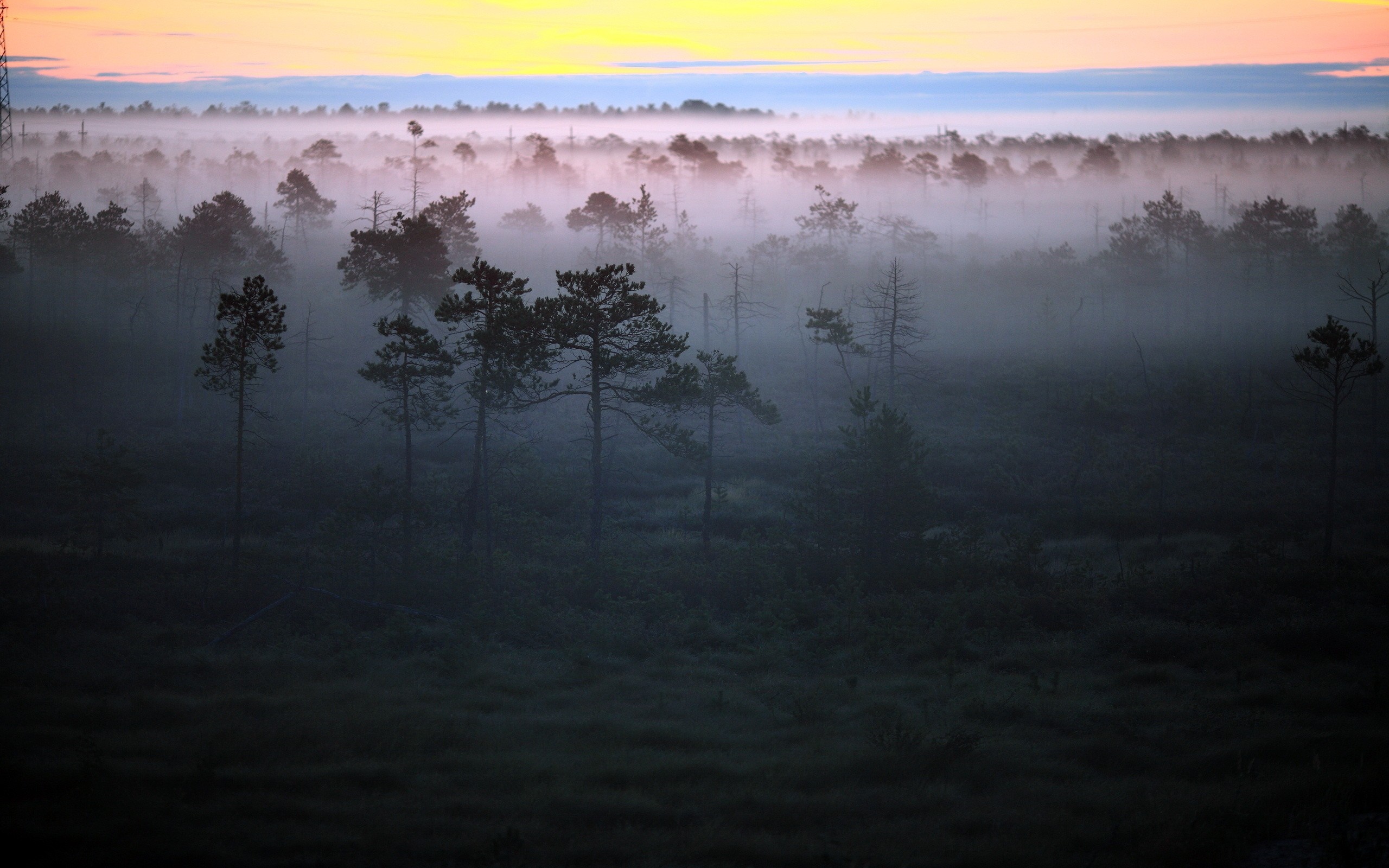 Misty forest landscape at sunrise or sunset HD Wallpaper