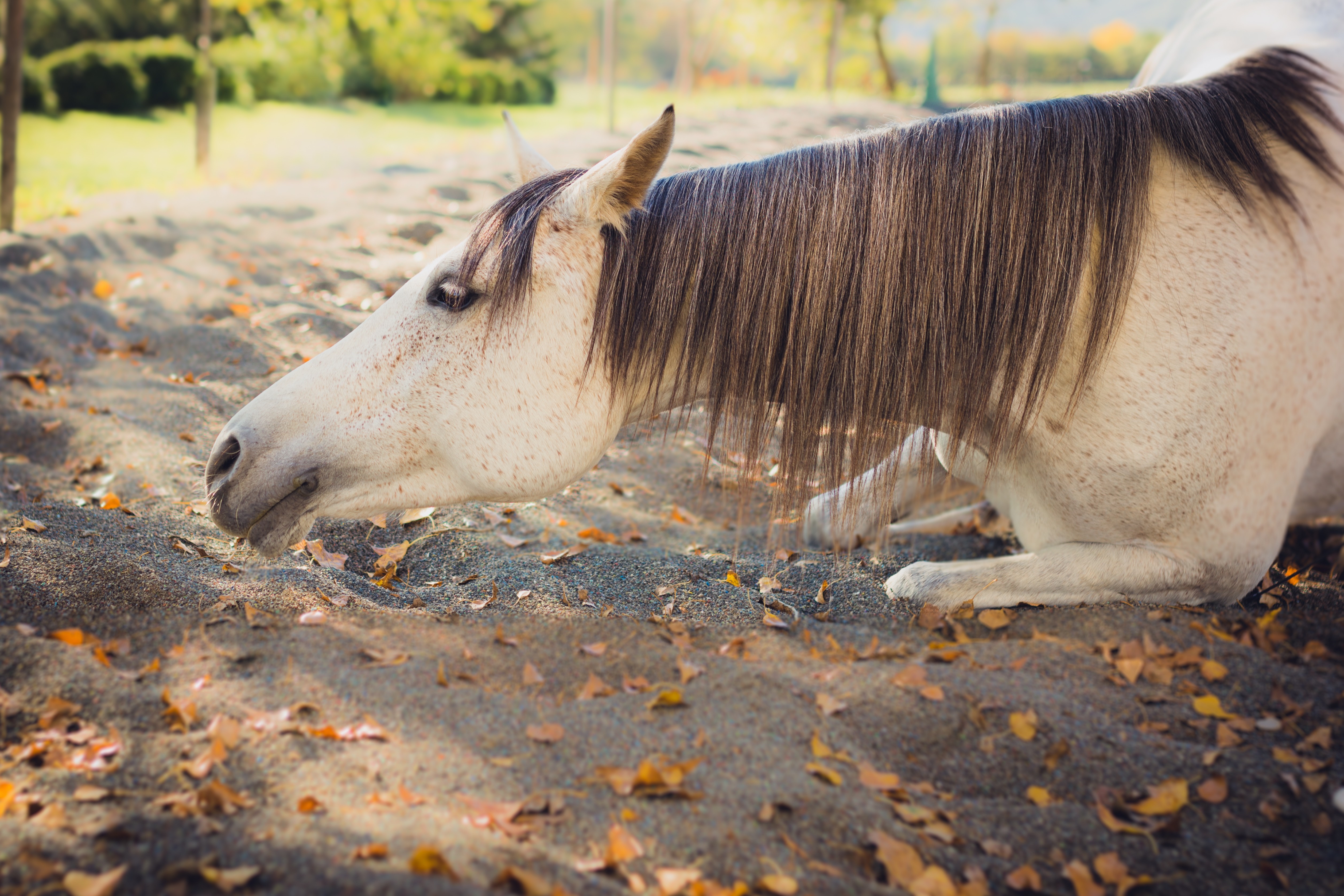 White horse lying on the ground with fallen leaves HD Wallpaper