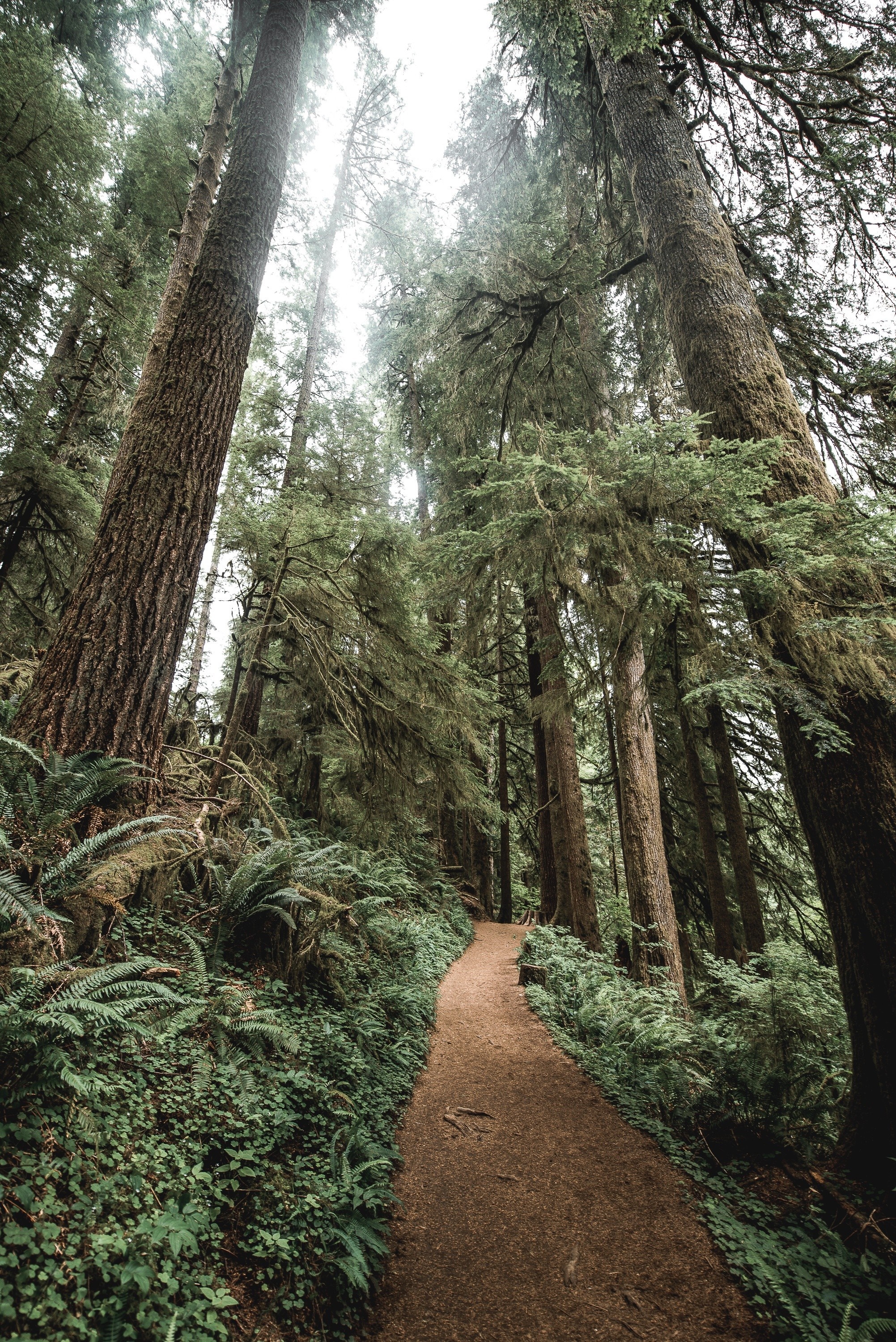 A winding path through a dense, old-growth forest HD Wallpaper