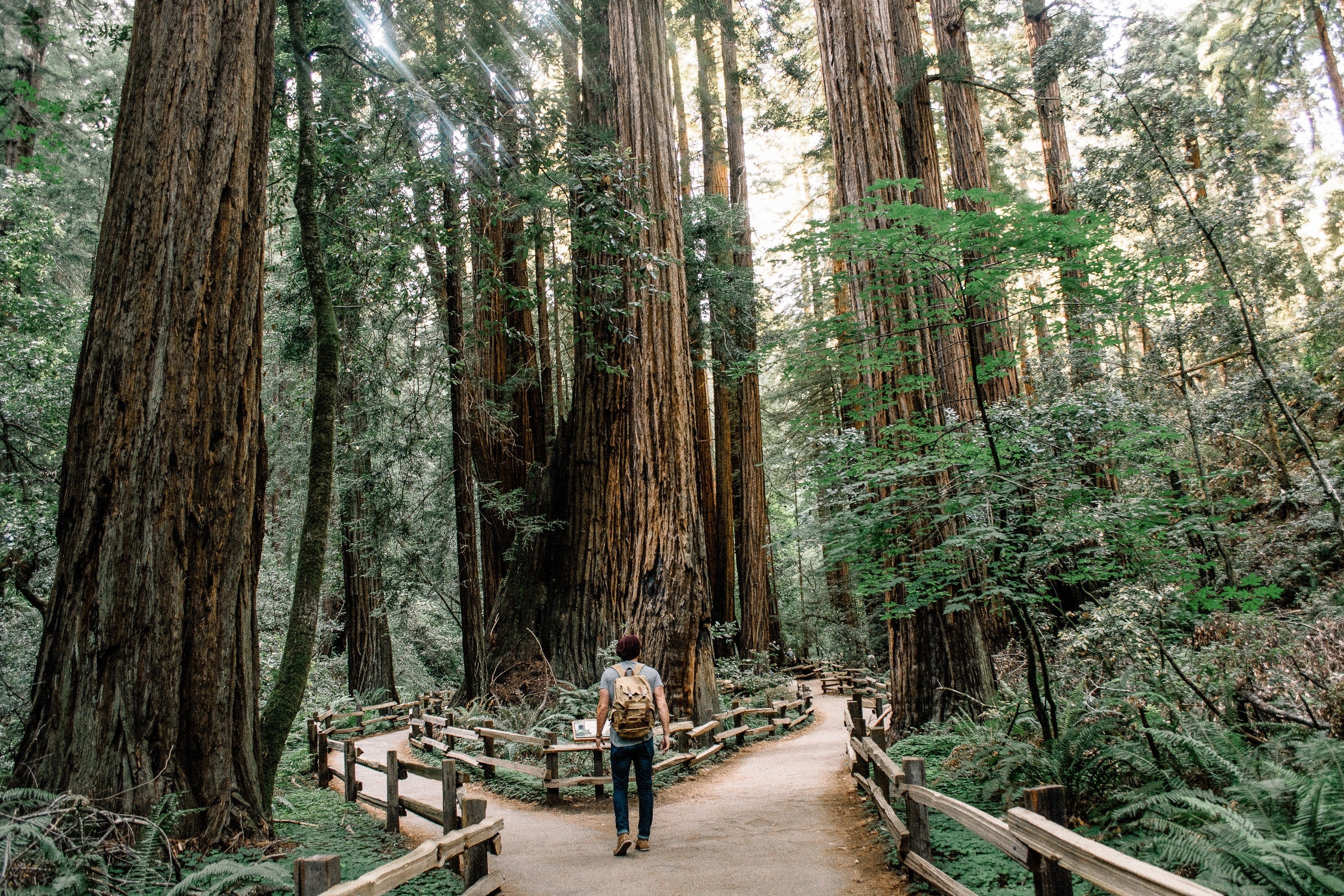 Man walking on a path in a redwood forest HD Wallpaper