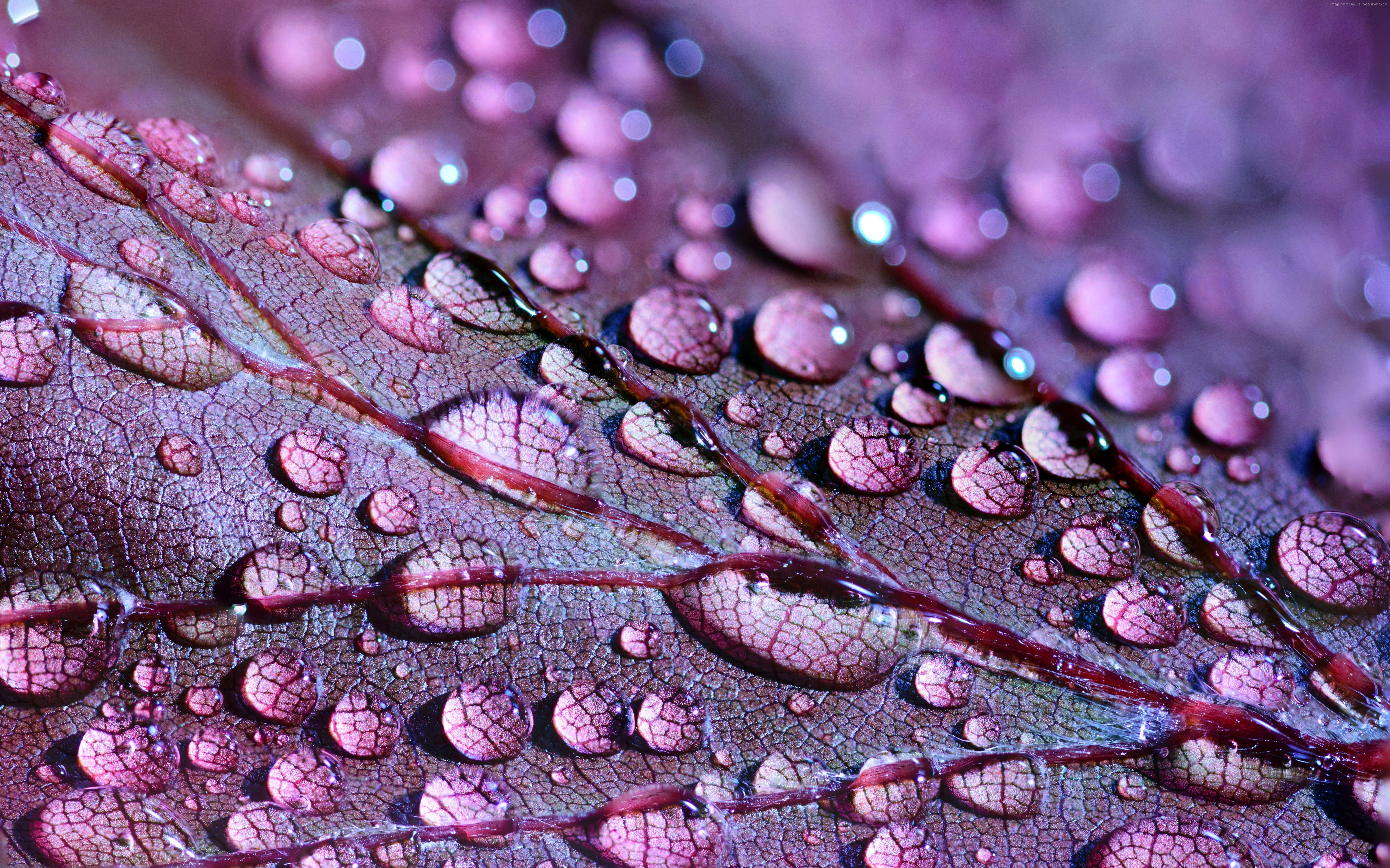 Water Drops, Leaves, 5K, 4K HD Wallpaper