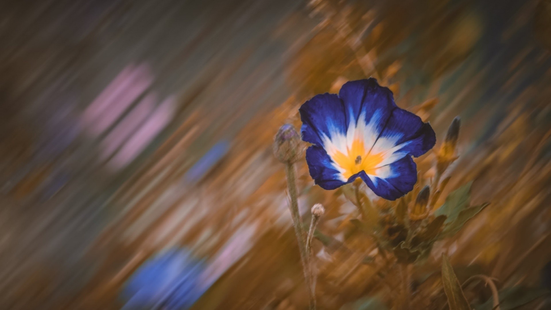 Blue and yellow flower with blurred background HD Wallpaper