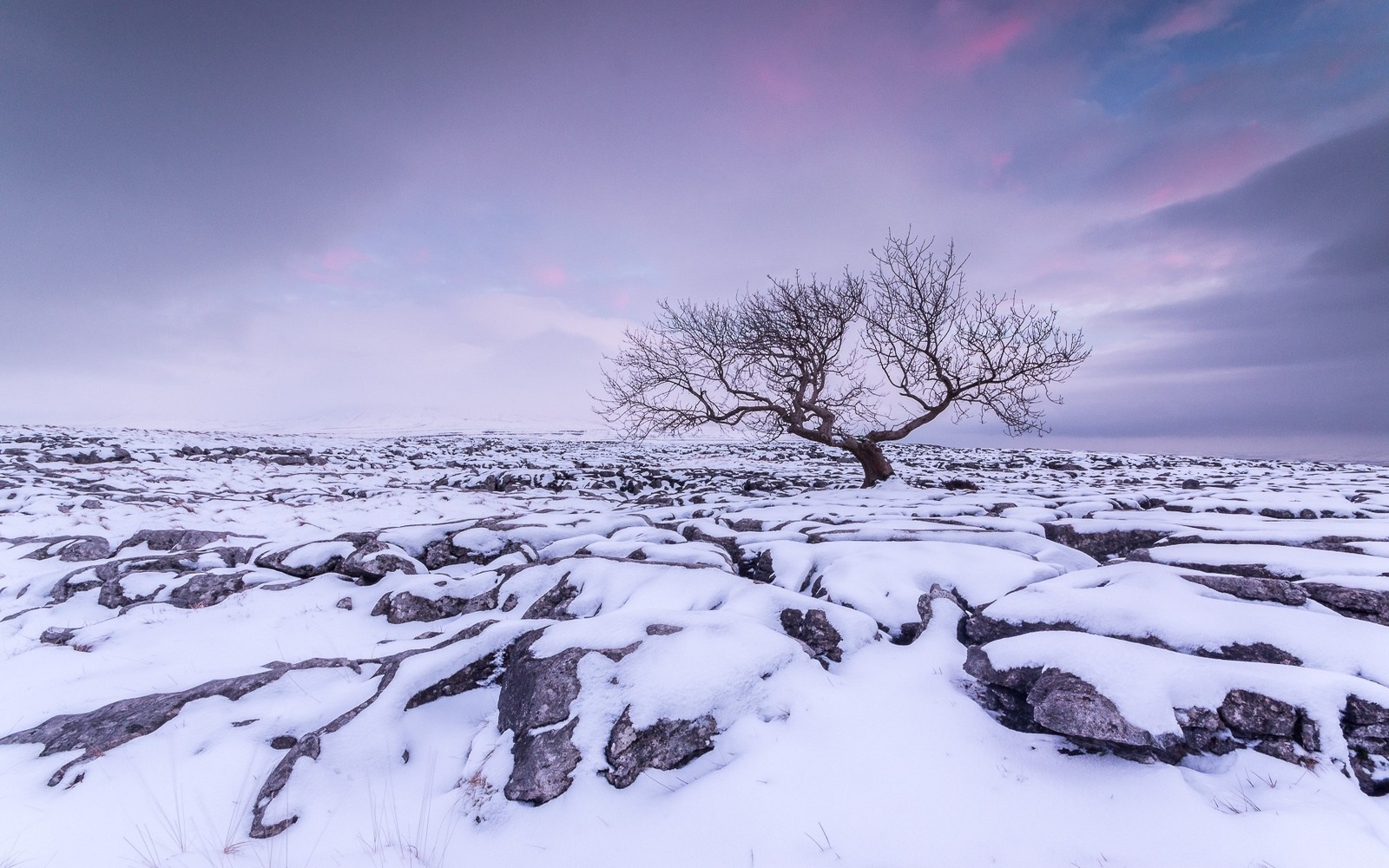 Bare tree on snowy limestone pavement under purple sky HD Wallpaper