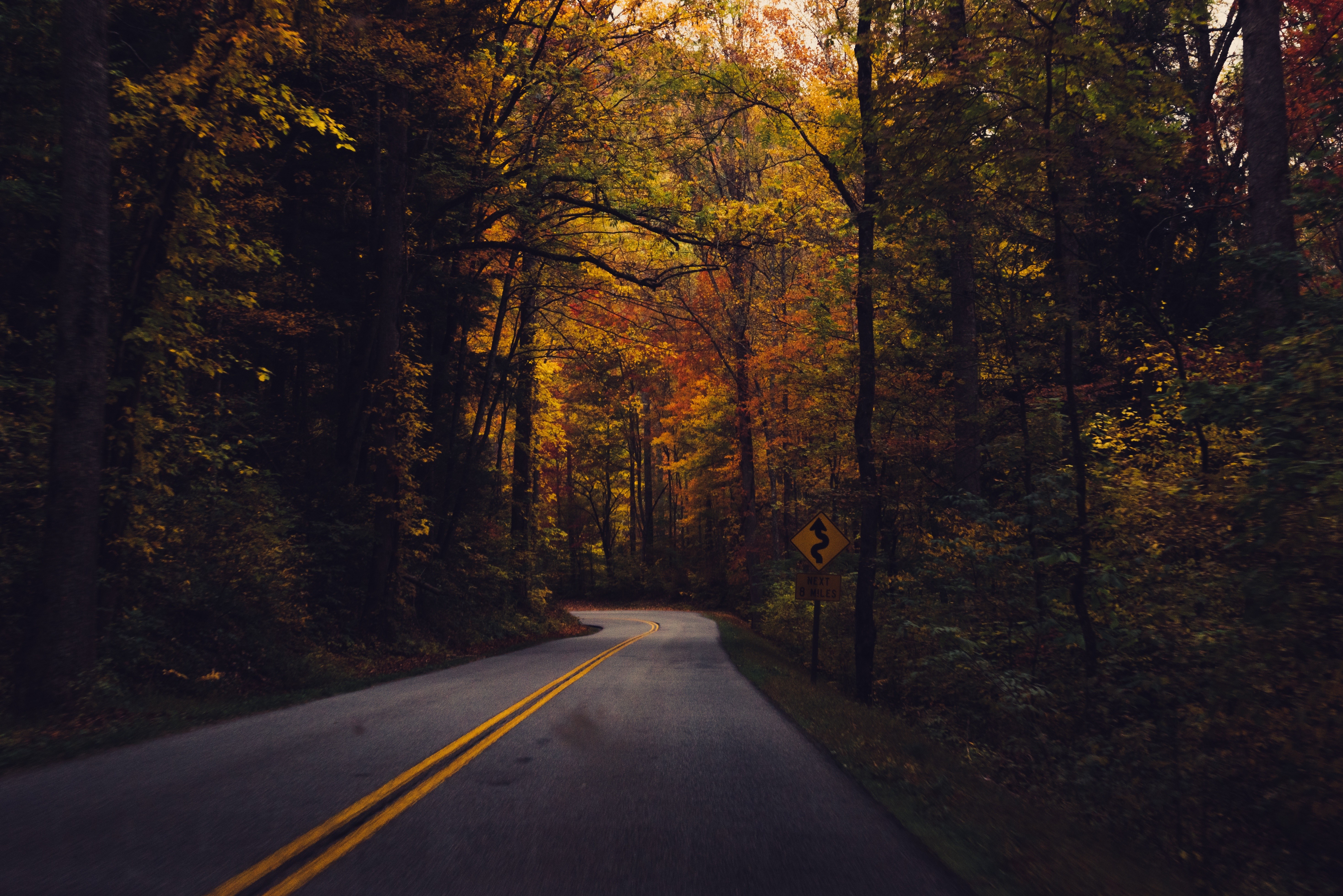 Winding road through an autumn forest with fall leaves HD Wallpaper
