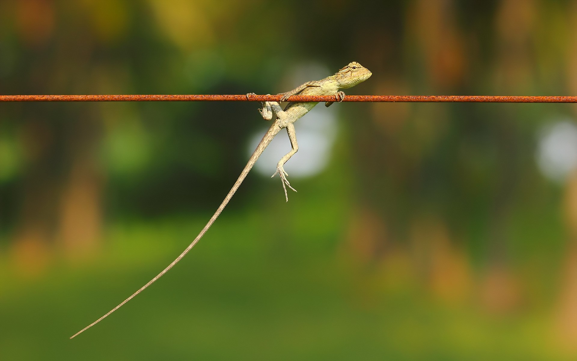 Lizard hanging on a wire with green background HD Wallpaper