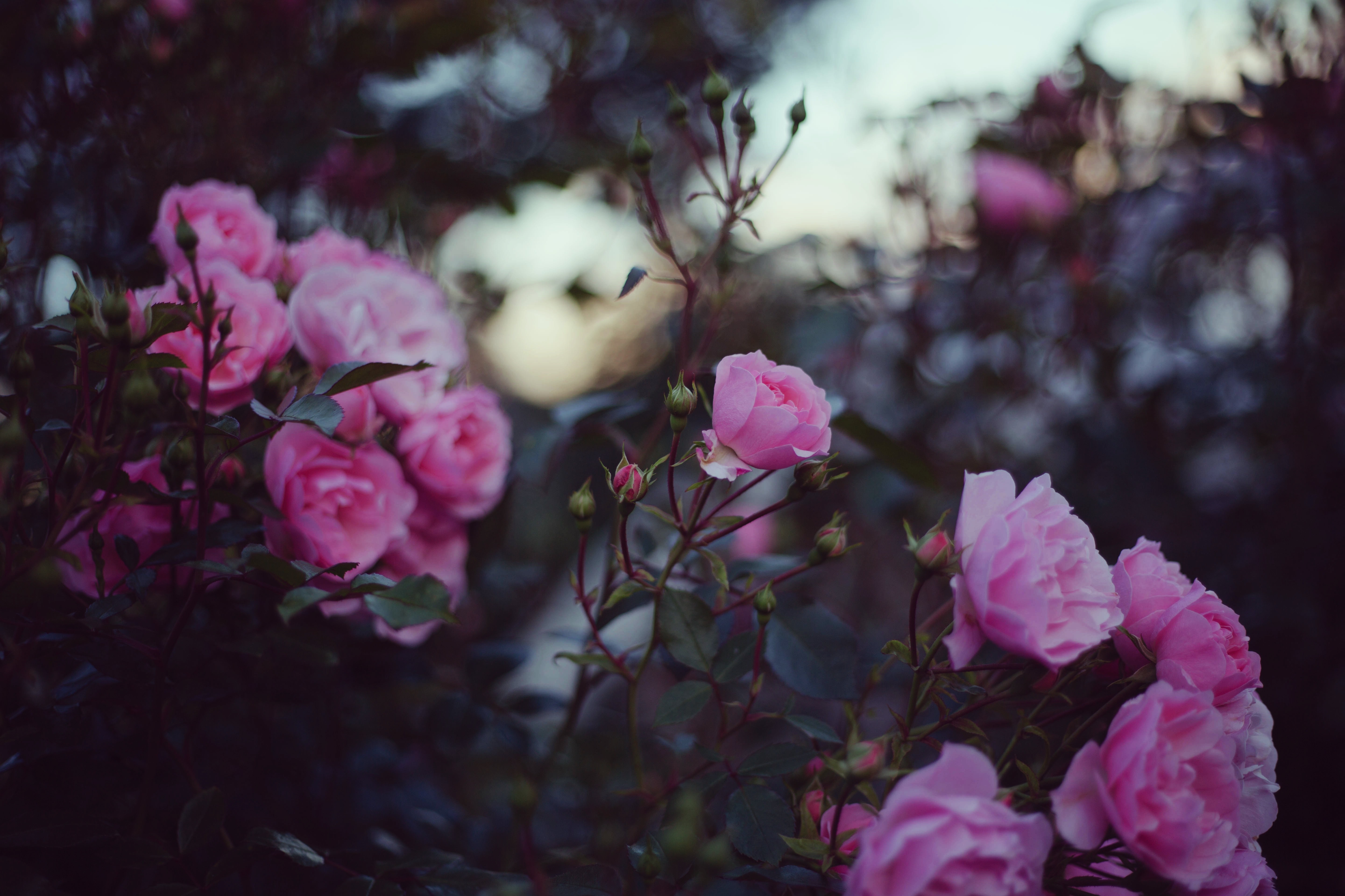 Pink roses blooming on a dark background HD Wallpaper