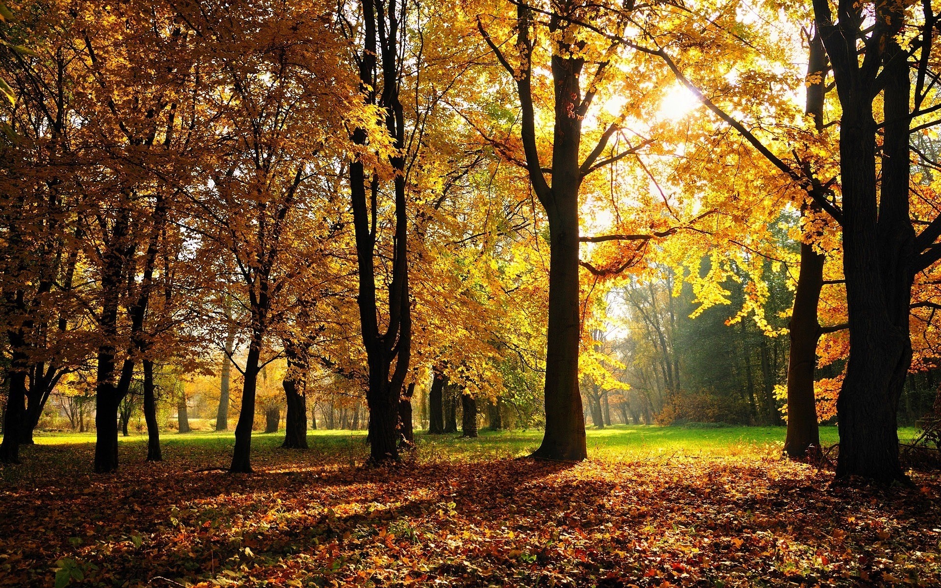 Sunlight filtering through autumn trees in a forest HD Wallpaper