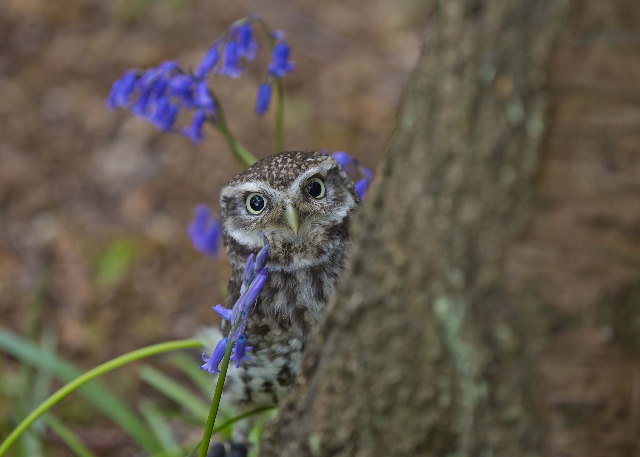 A small owl peeks from behind a tree trunk near bluebells HD Wallpaper