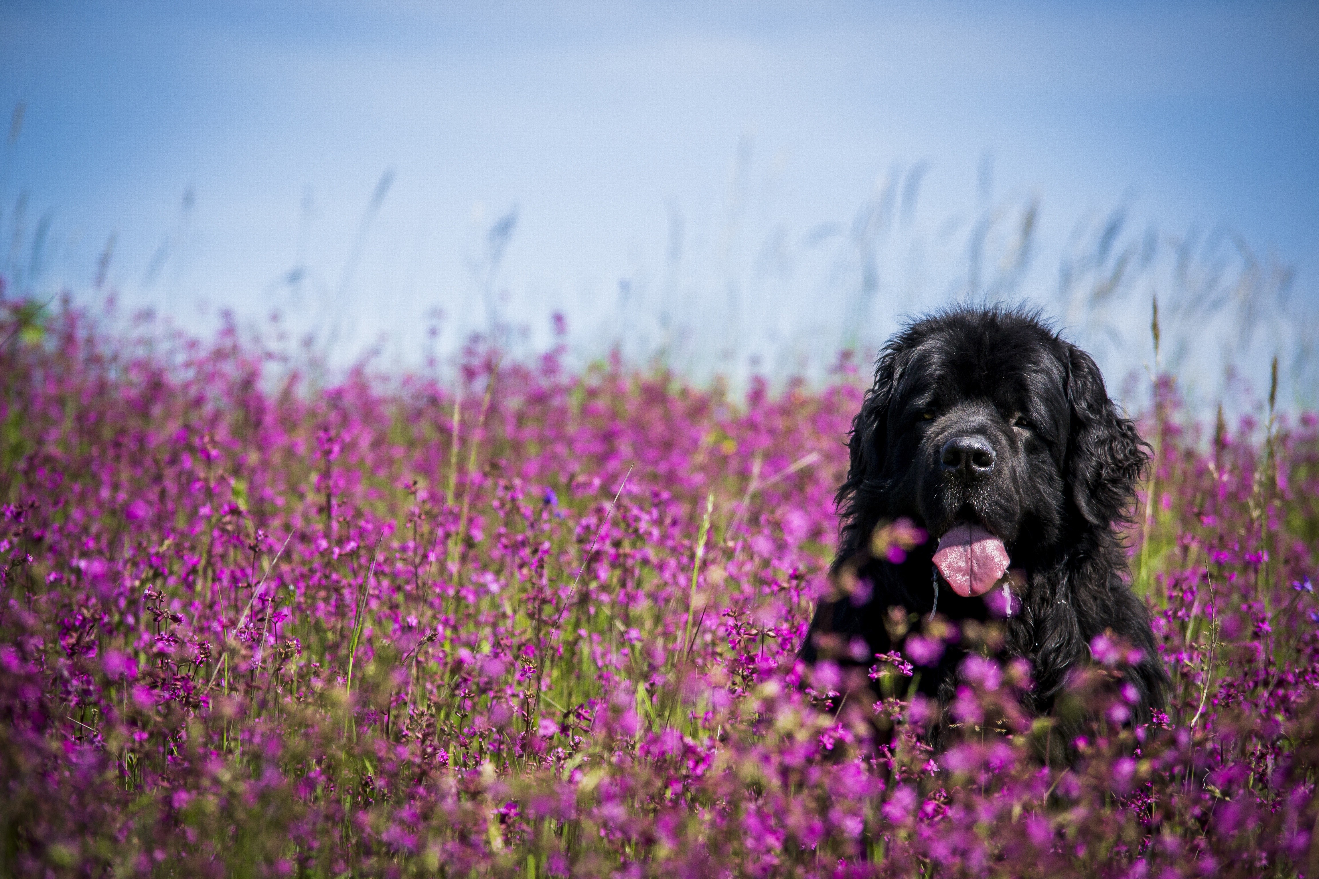 Black Newfoundland dog sitting in a field of purple flowers HD Wallpaper