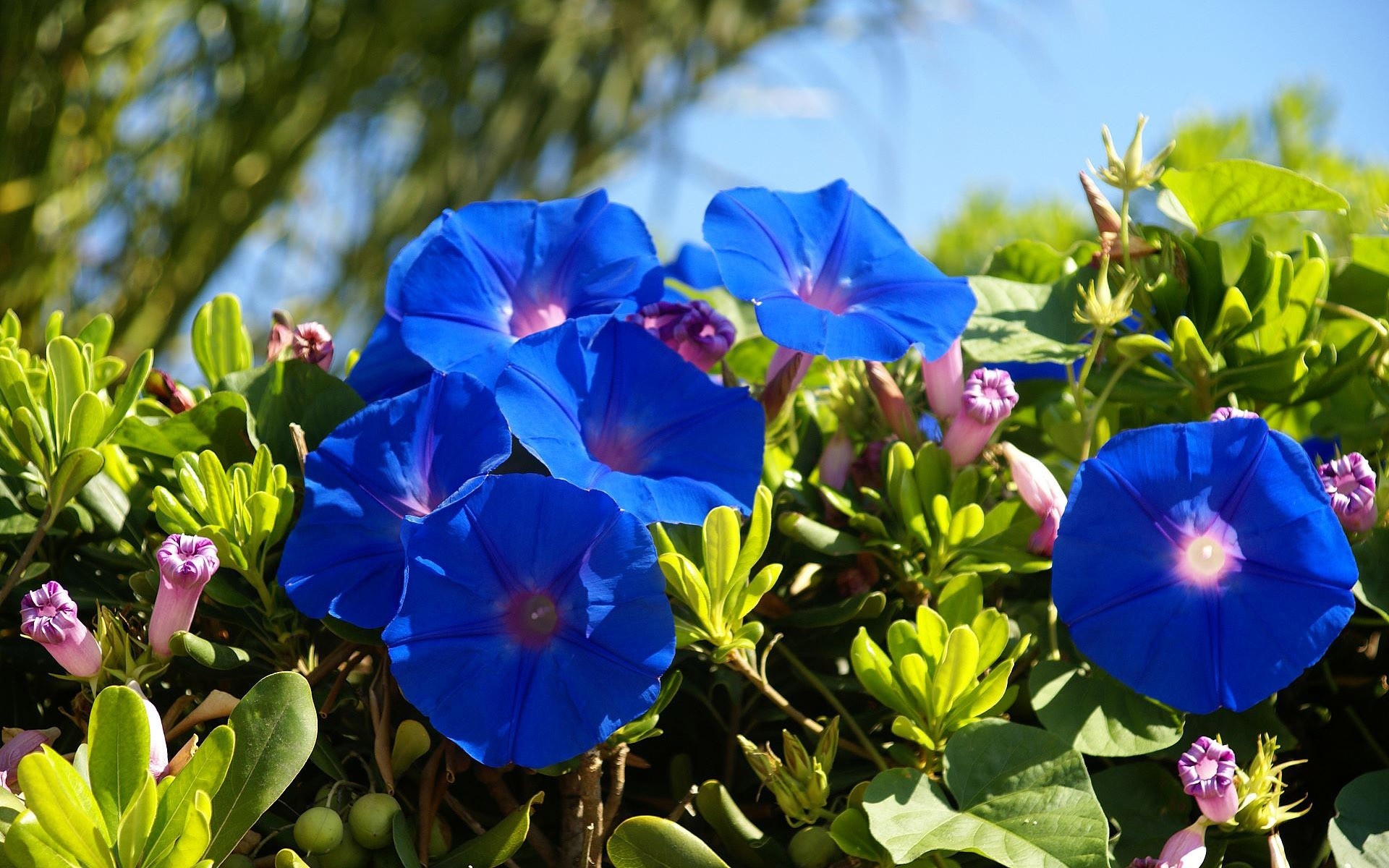 Blue Morning Glory Flowers with Green Leaves HD Wallpaper