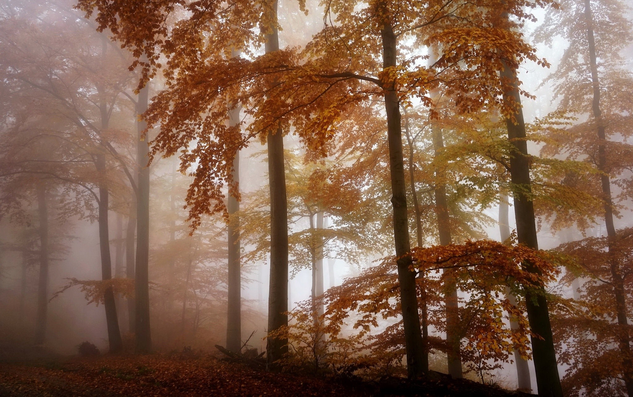 Autumn forest with trees in fog HD Wallpaper