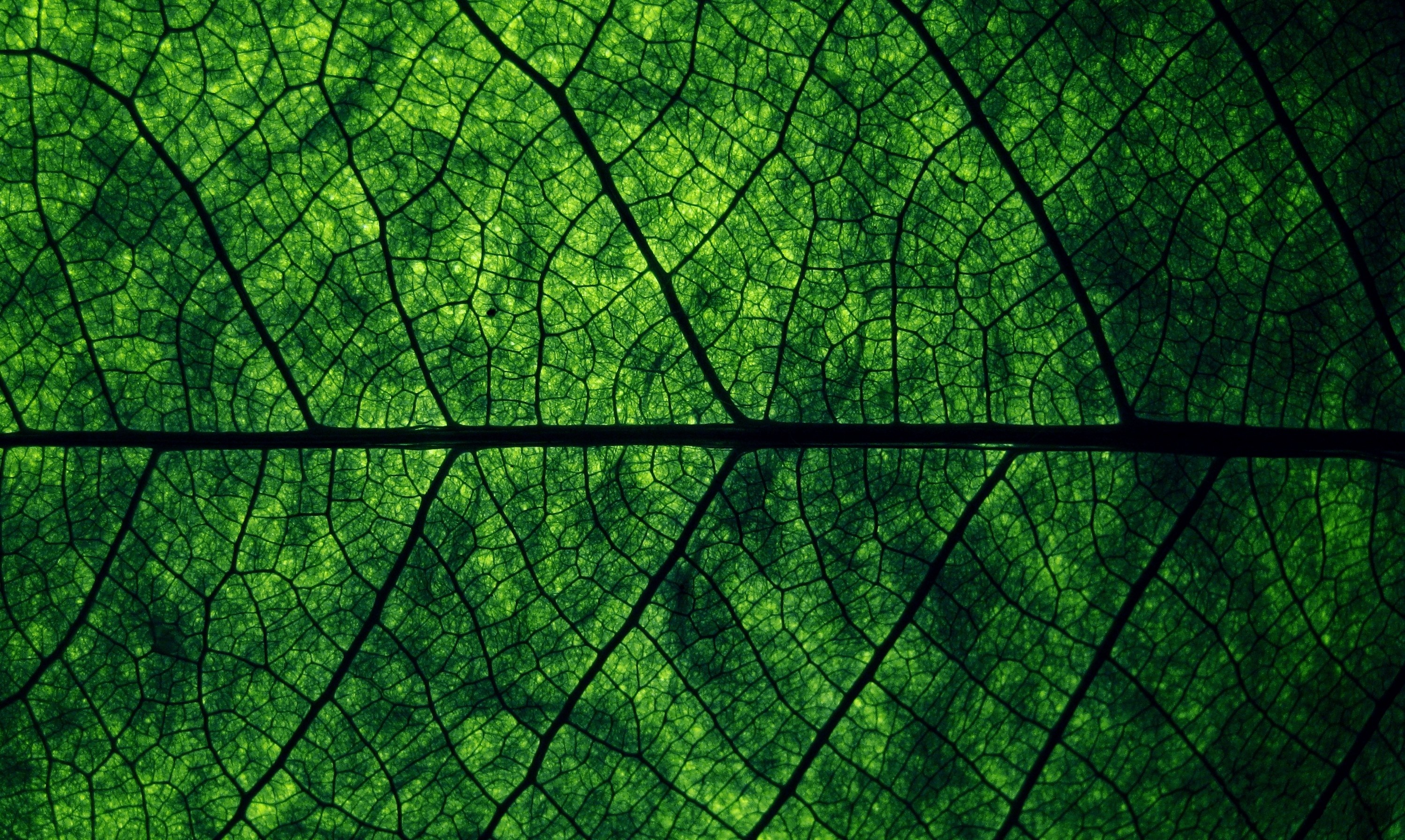 Close-up of a green leaf's intricate vein structure HD Wallpaper