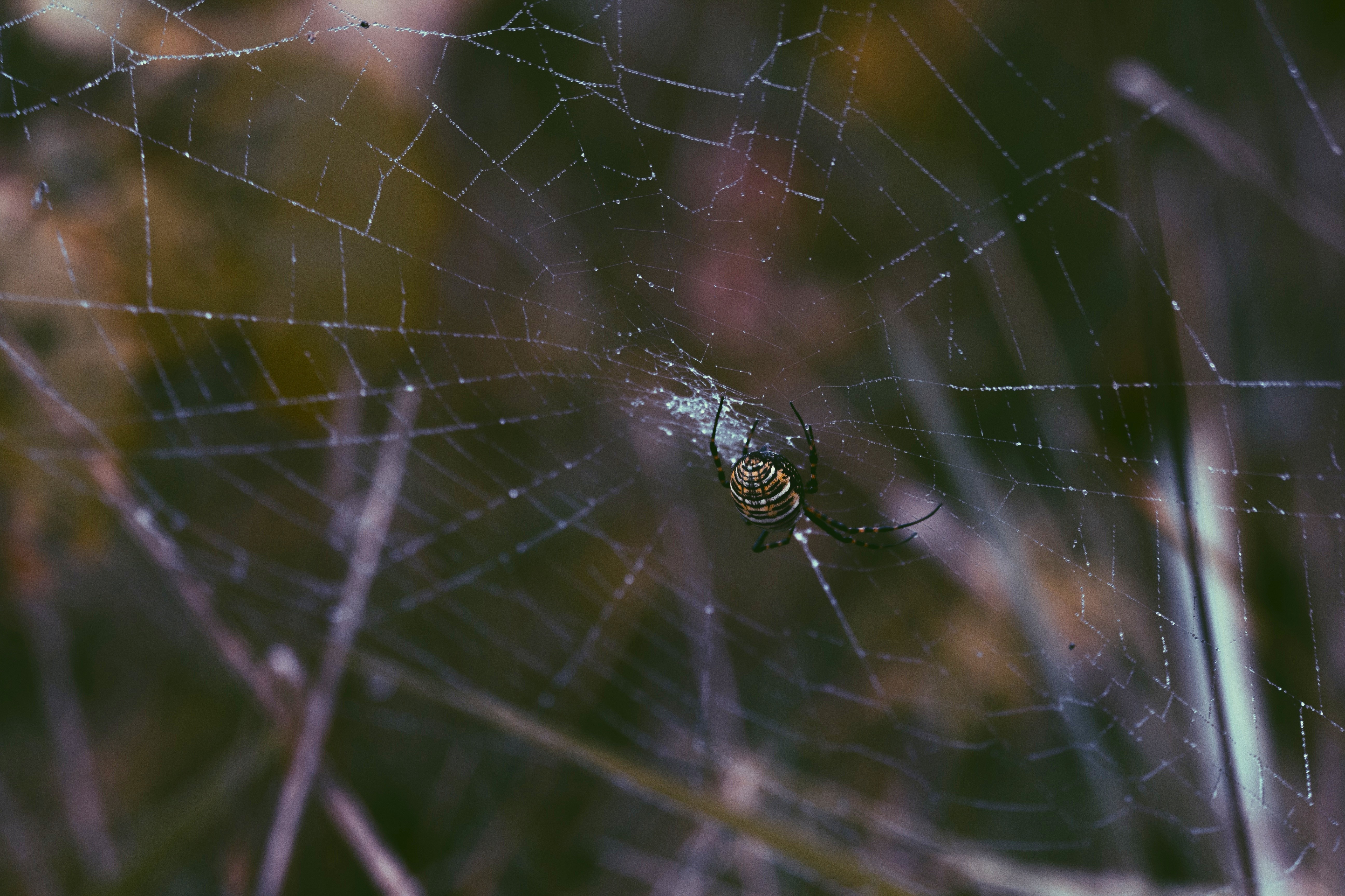 Spider on a dew-covered web in nature HD Wallpaper