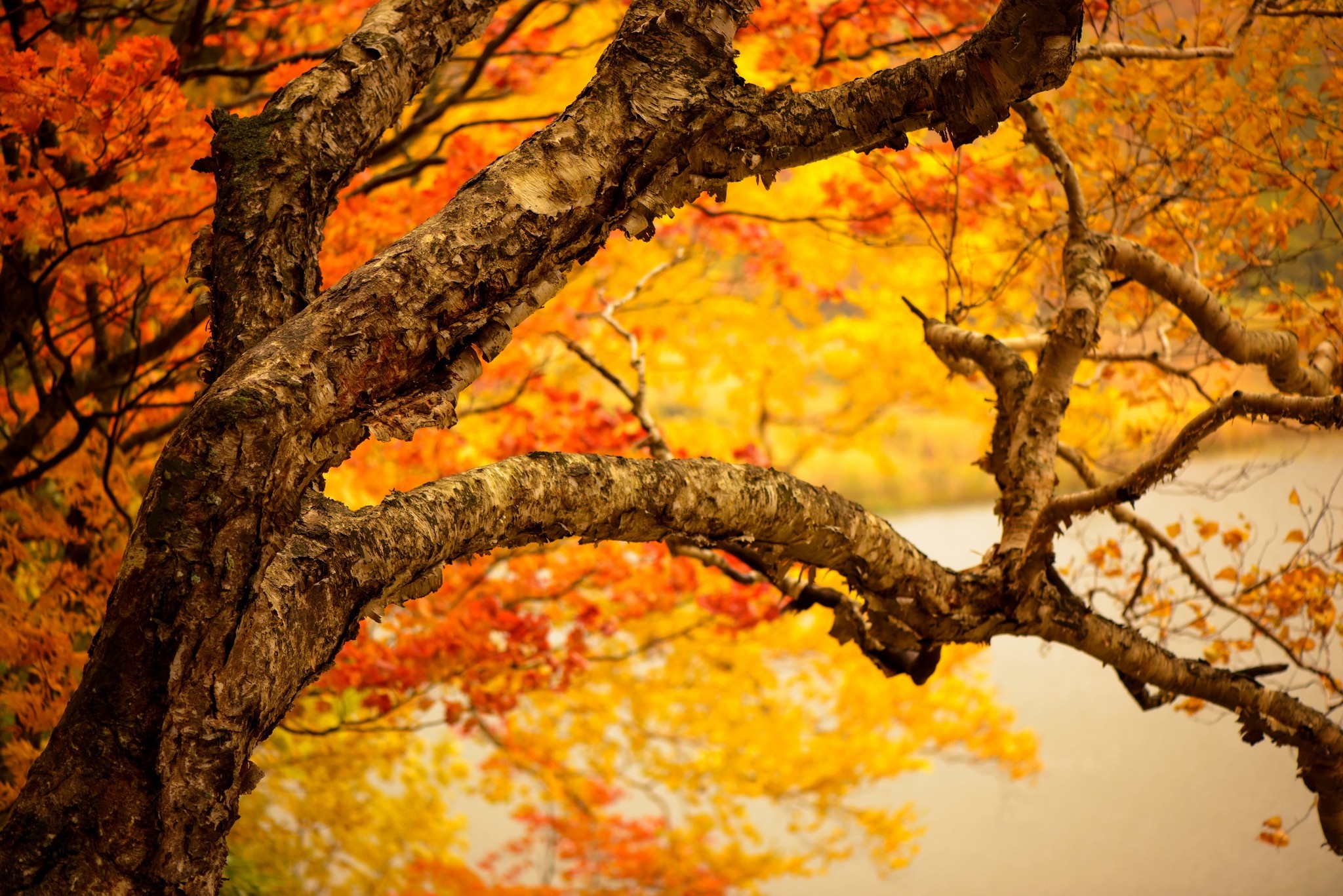Close-up of a tree trunk with autumn leaves HD Wallpaper