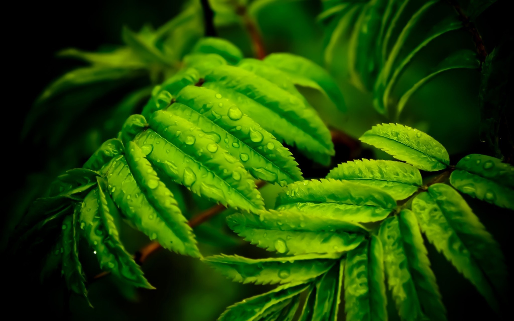 Close-up of green leaves with water droplets HD Wallpaper