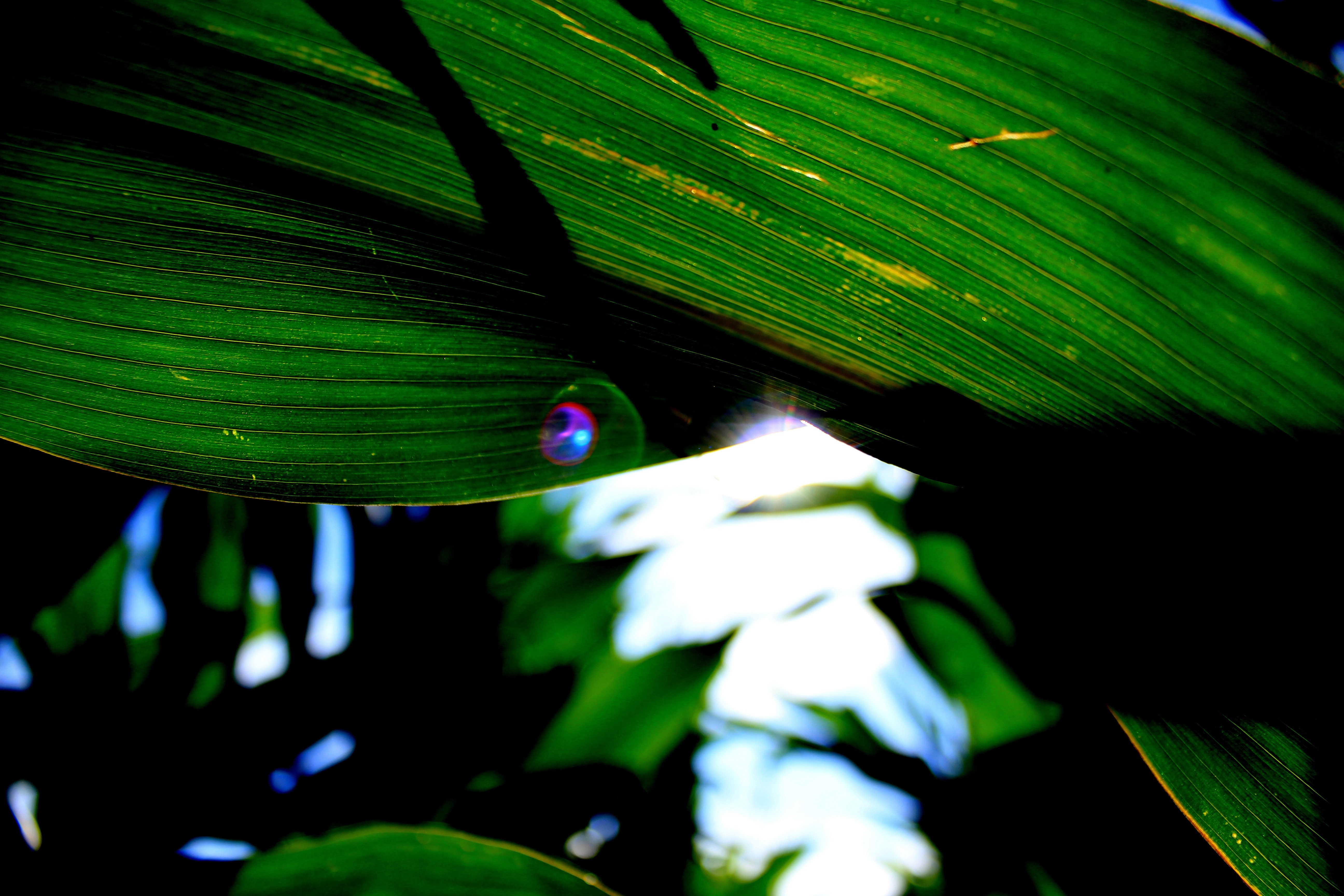 Sunlight on a green leaf with a dewdrop HD Wallpaper