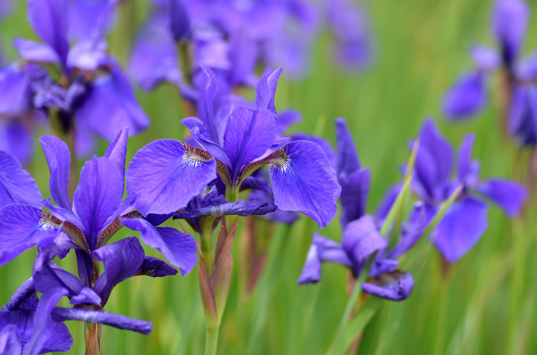 Close-up of purple Iris flowers in a field HD Wallpaper