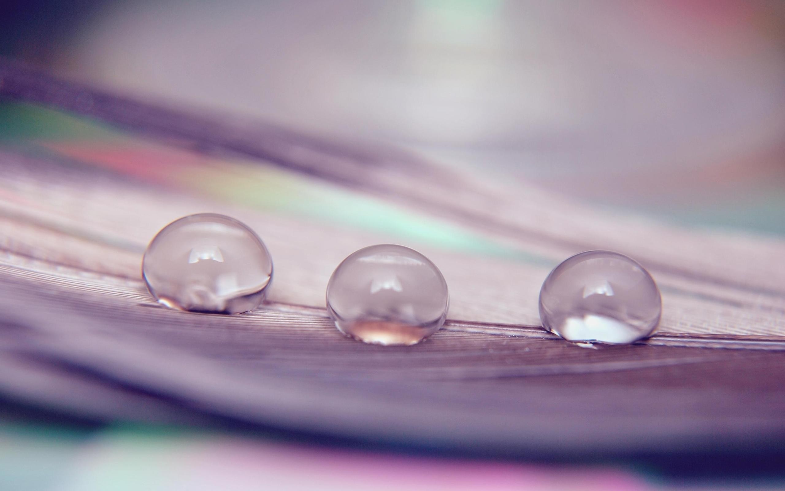 Three water drops on a feather HD Wallpaper