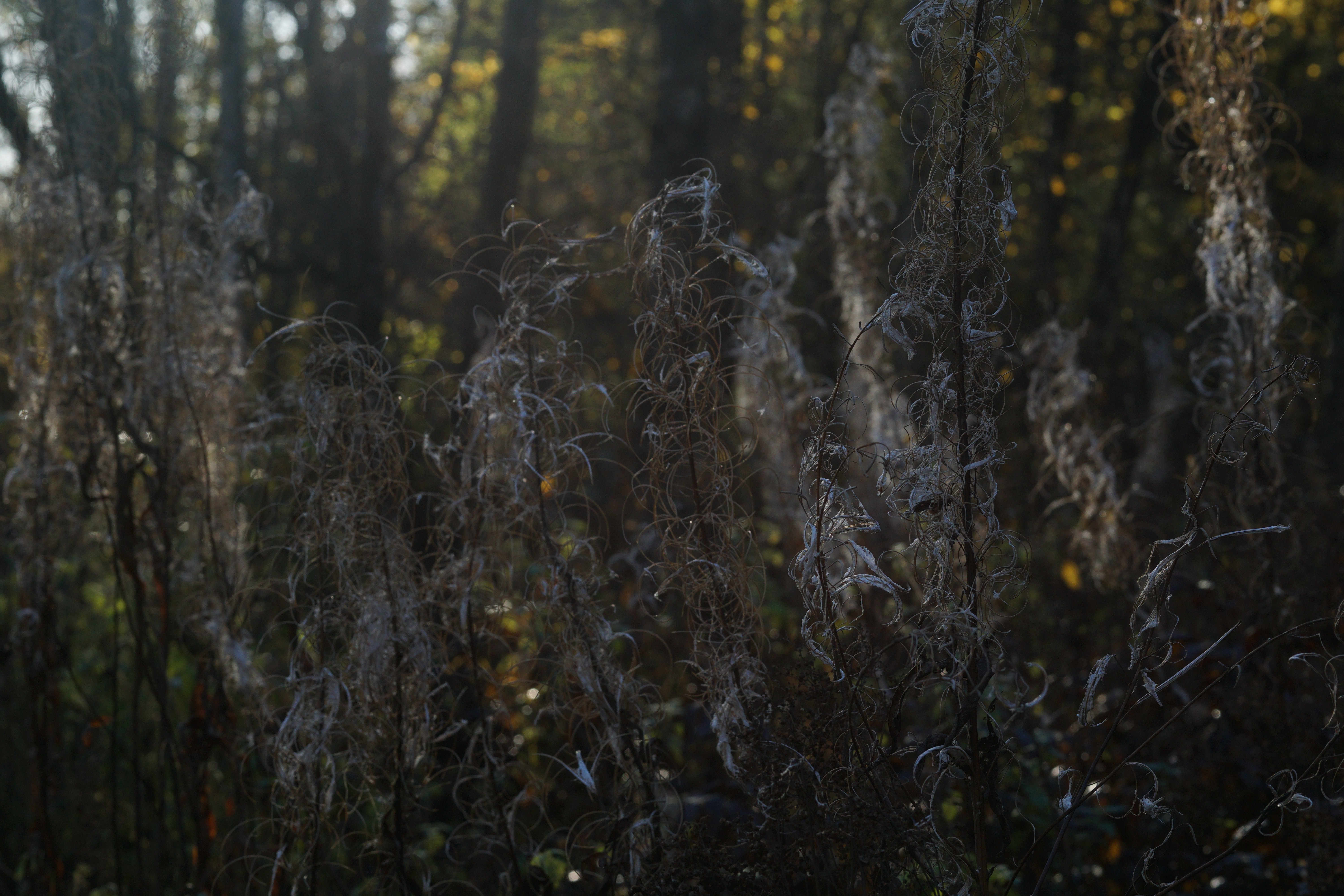 Dry plants in a sunlit forest during autumn HD Wallpaper