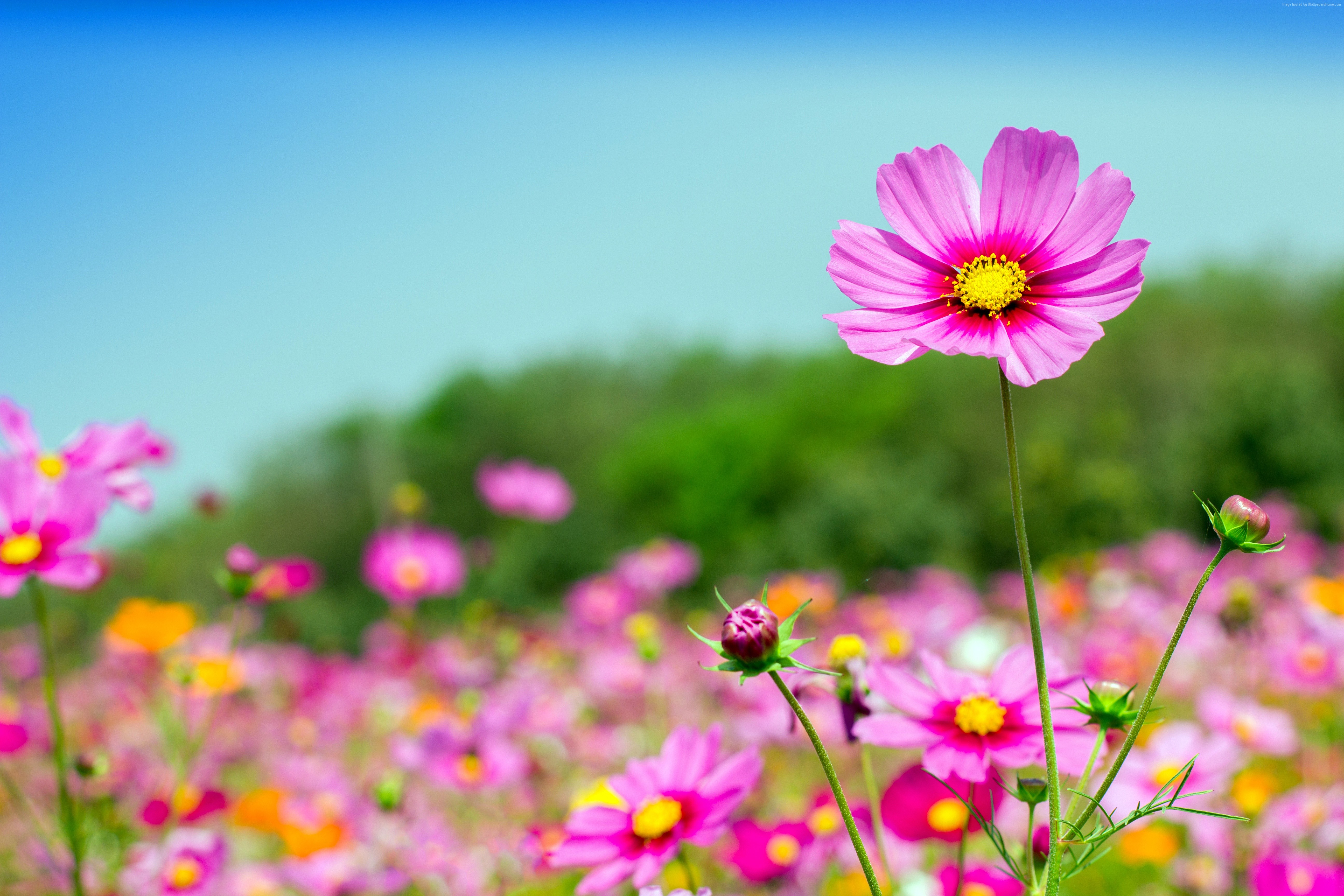 5K, macro, grass, 4K, Depth Of Field HD Wallpaper