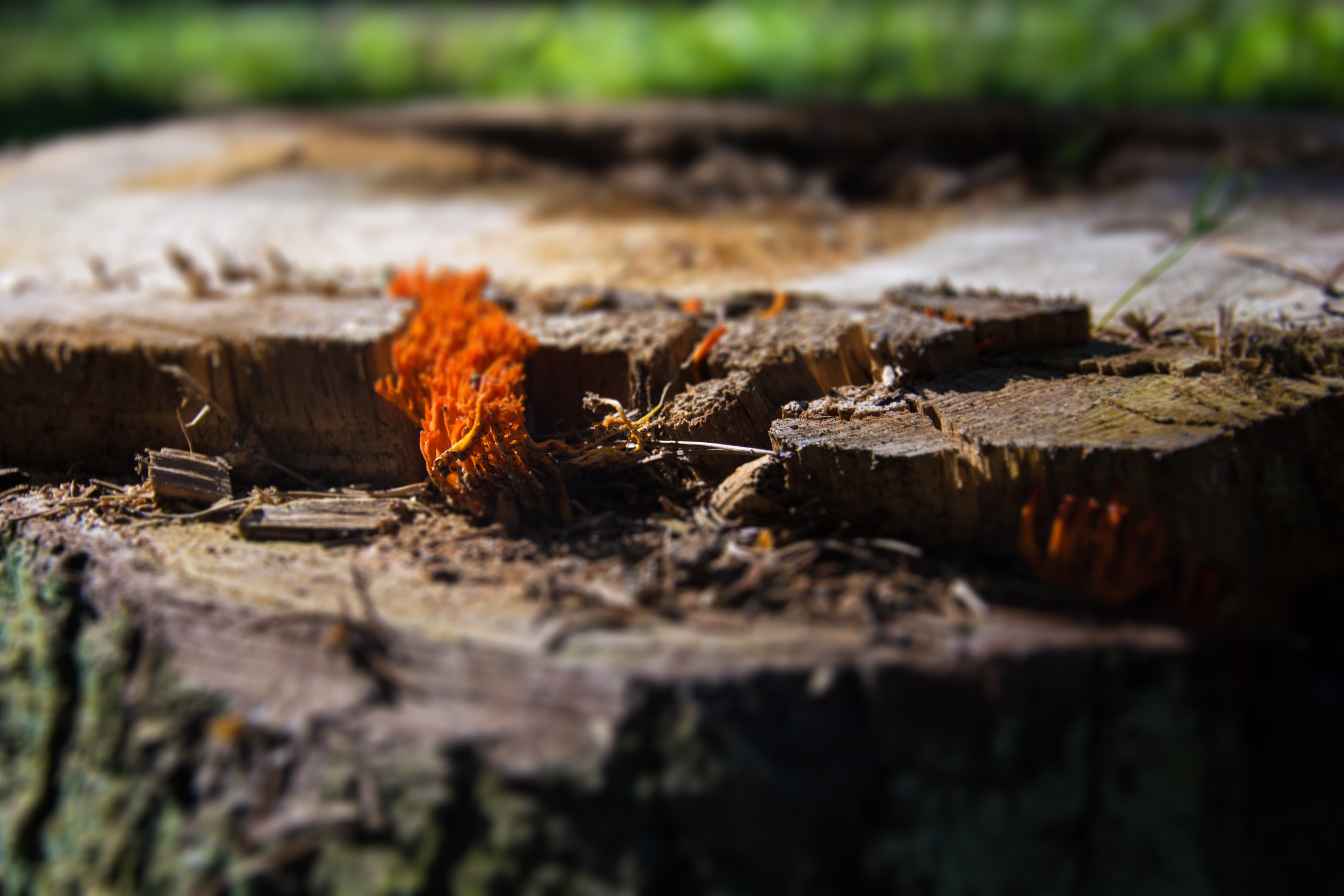 Orange fungus growing on a tree stump HD Wallpaper