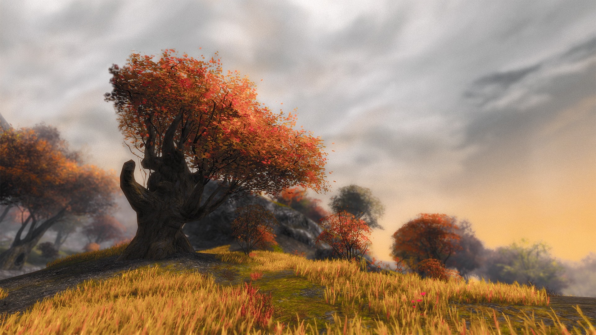 Autumn trees in a field at sunset HD Wallpaper