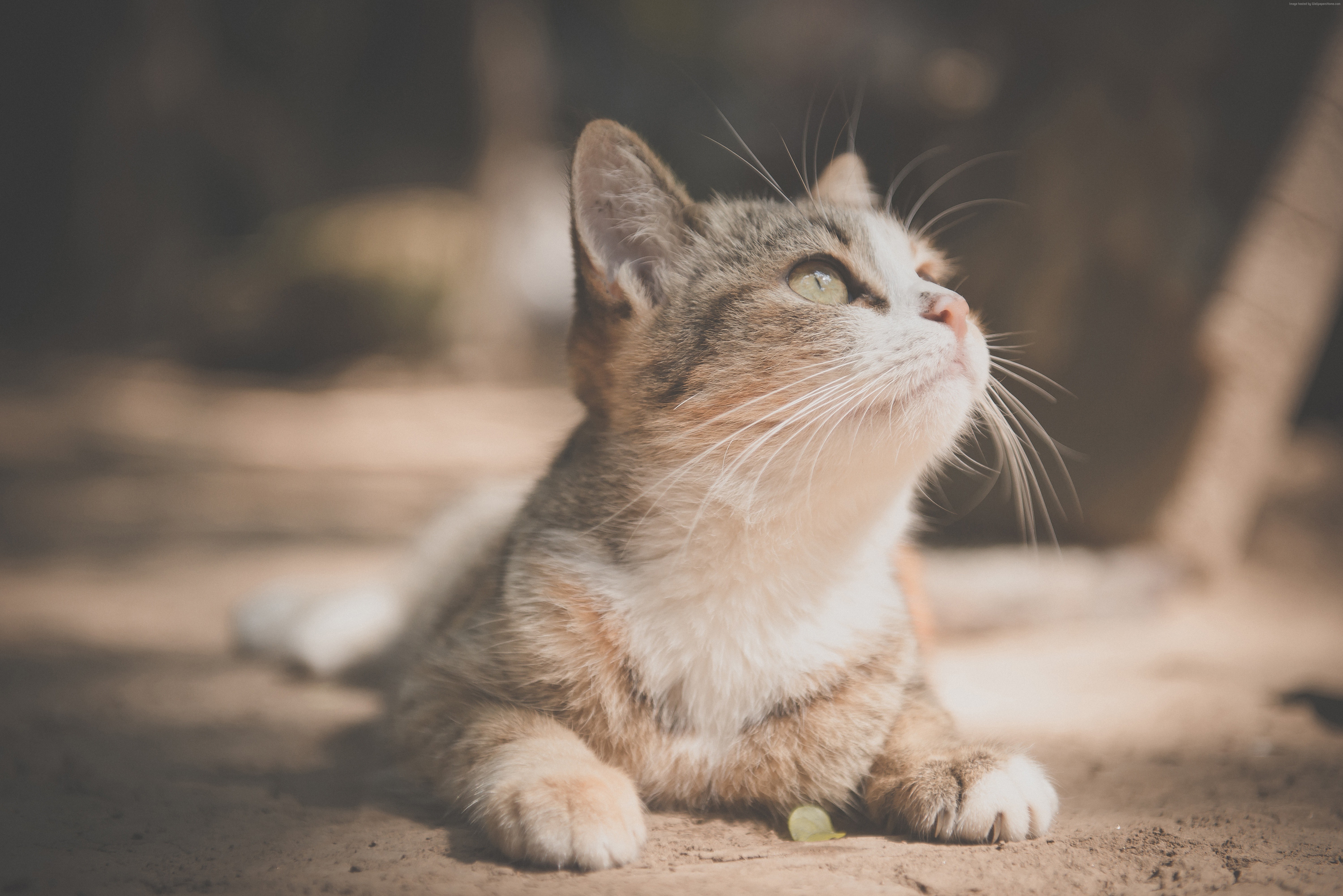 Cat looking up HD Wallpaper