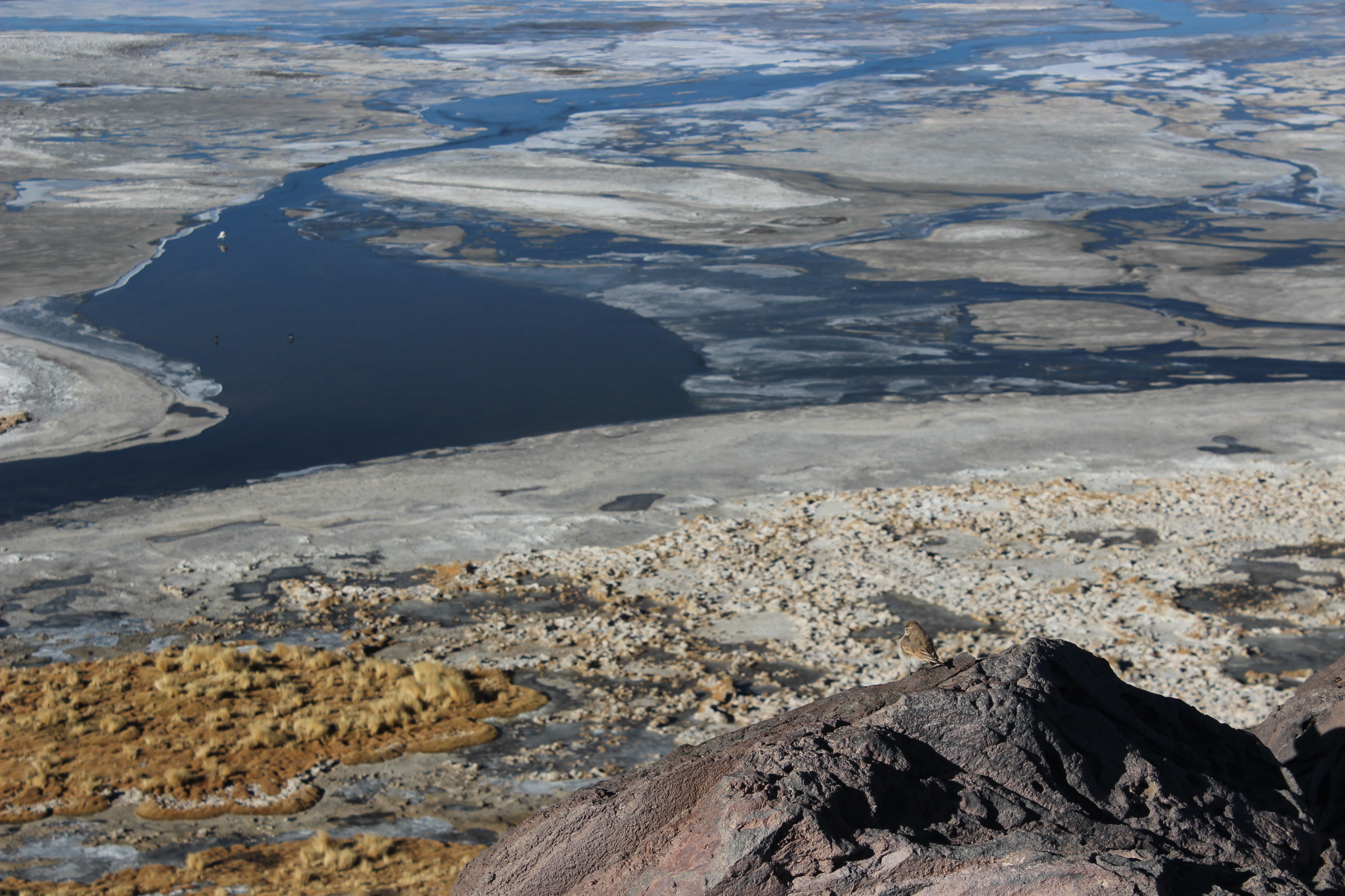 Frozen lake with birds and rocky shore HD Wallpaper