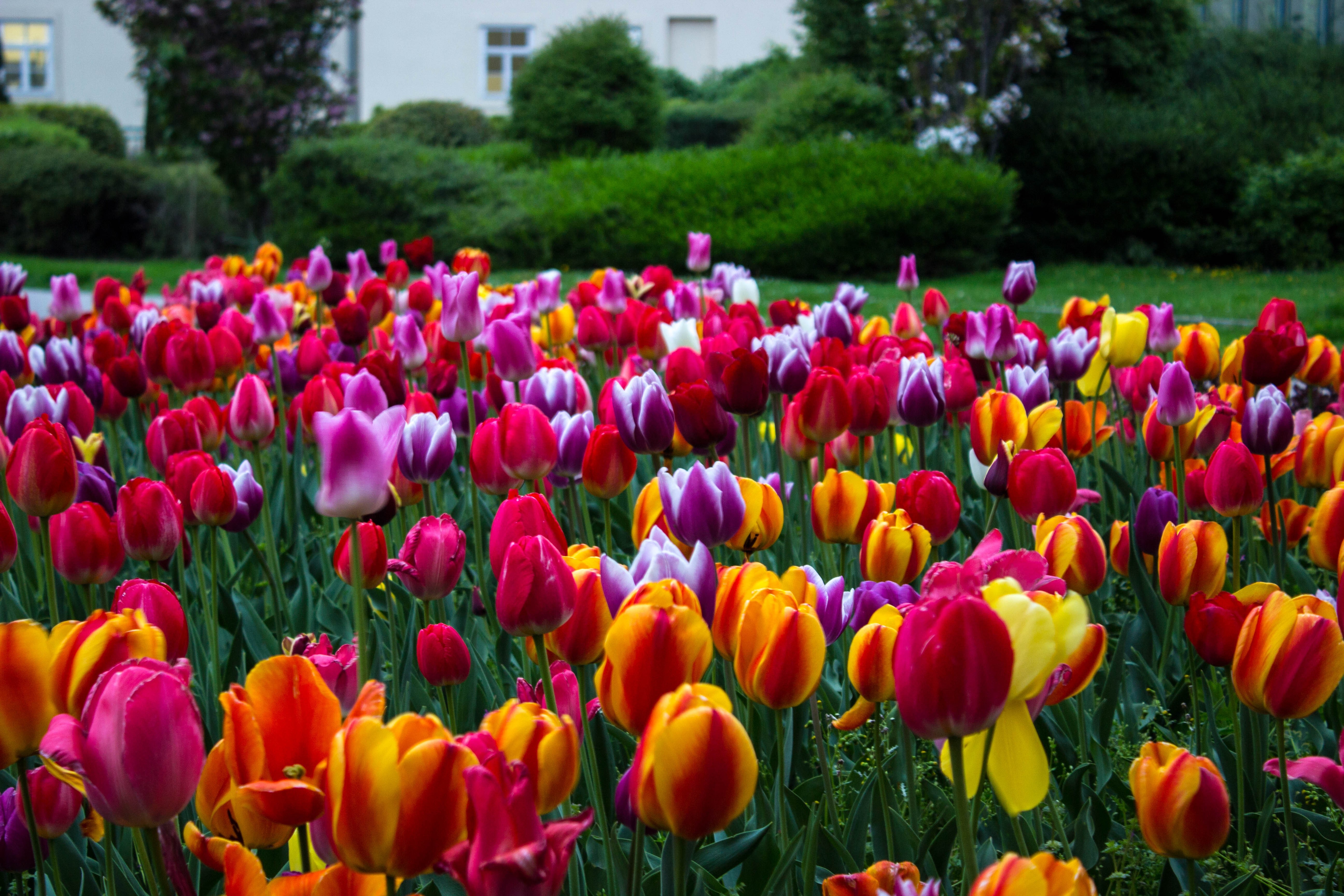 A field of colorful tulips in bloom HD Wallpaper