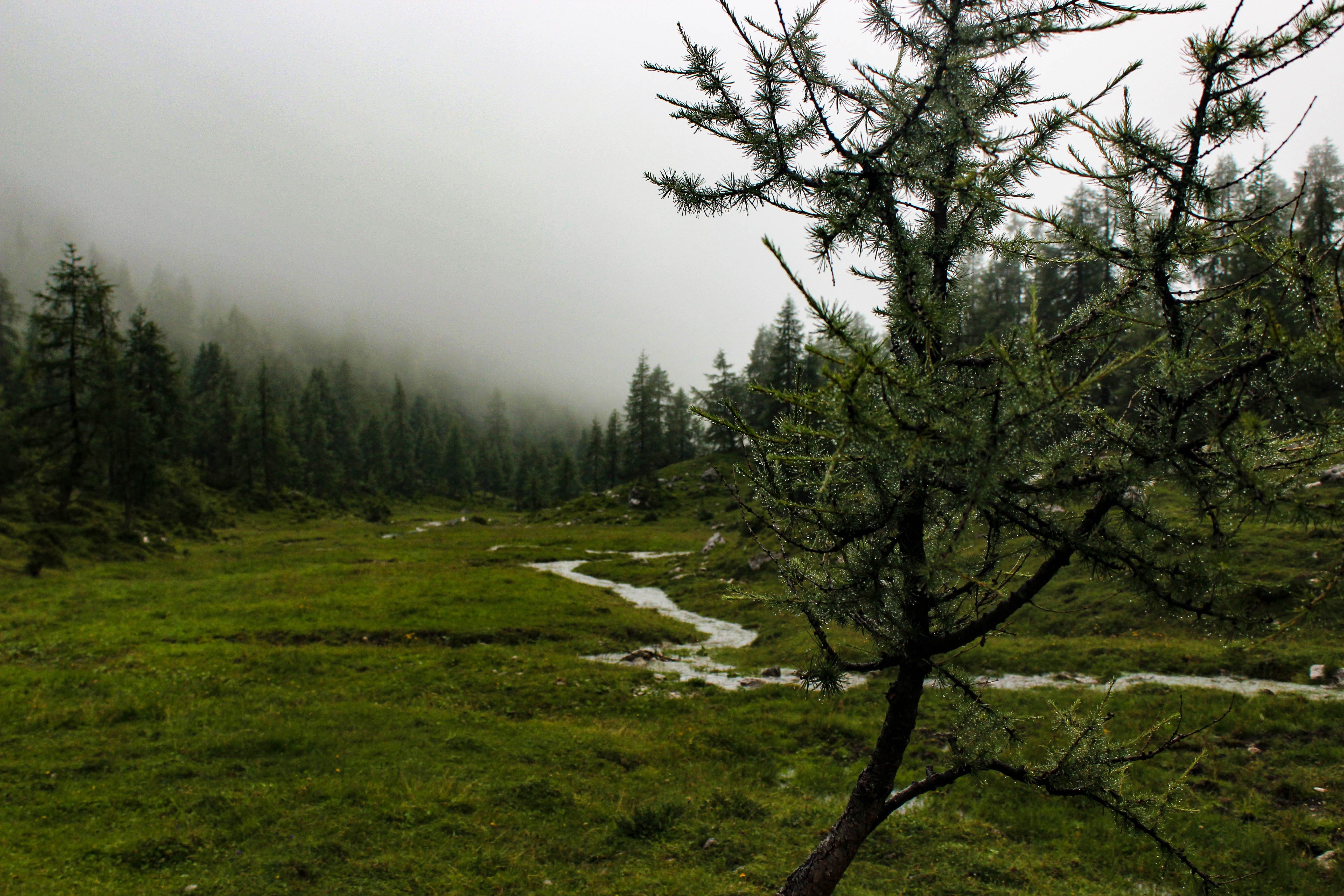 Misty valley with a stream and pine trees HD Wallpaper