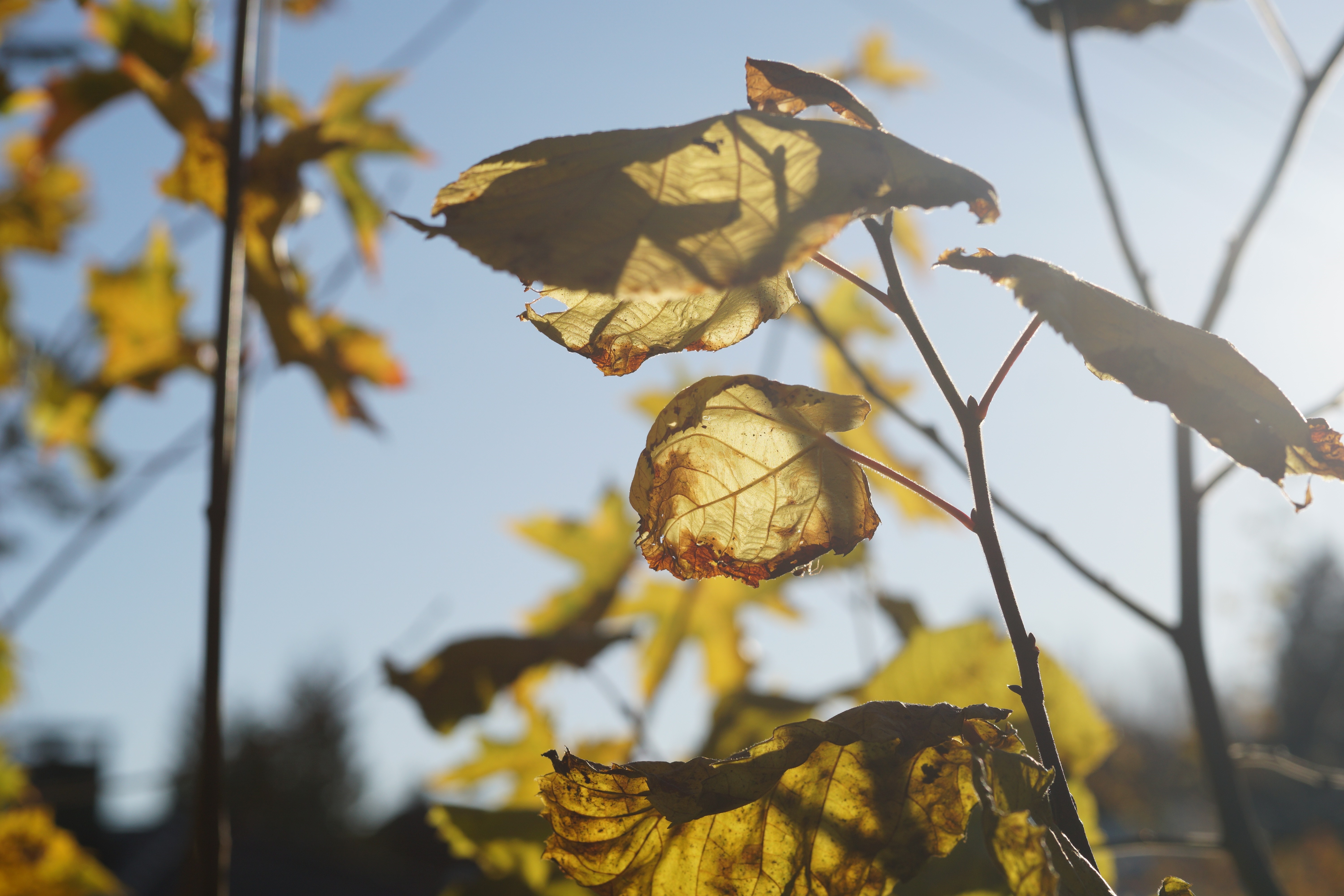 Sunlight filtering through autumn leaves on branches HD Wallpaper