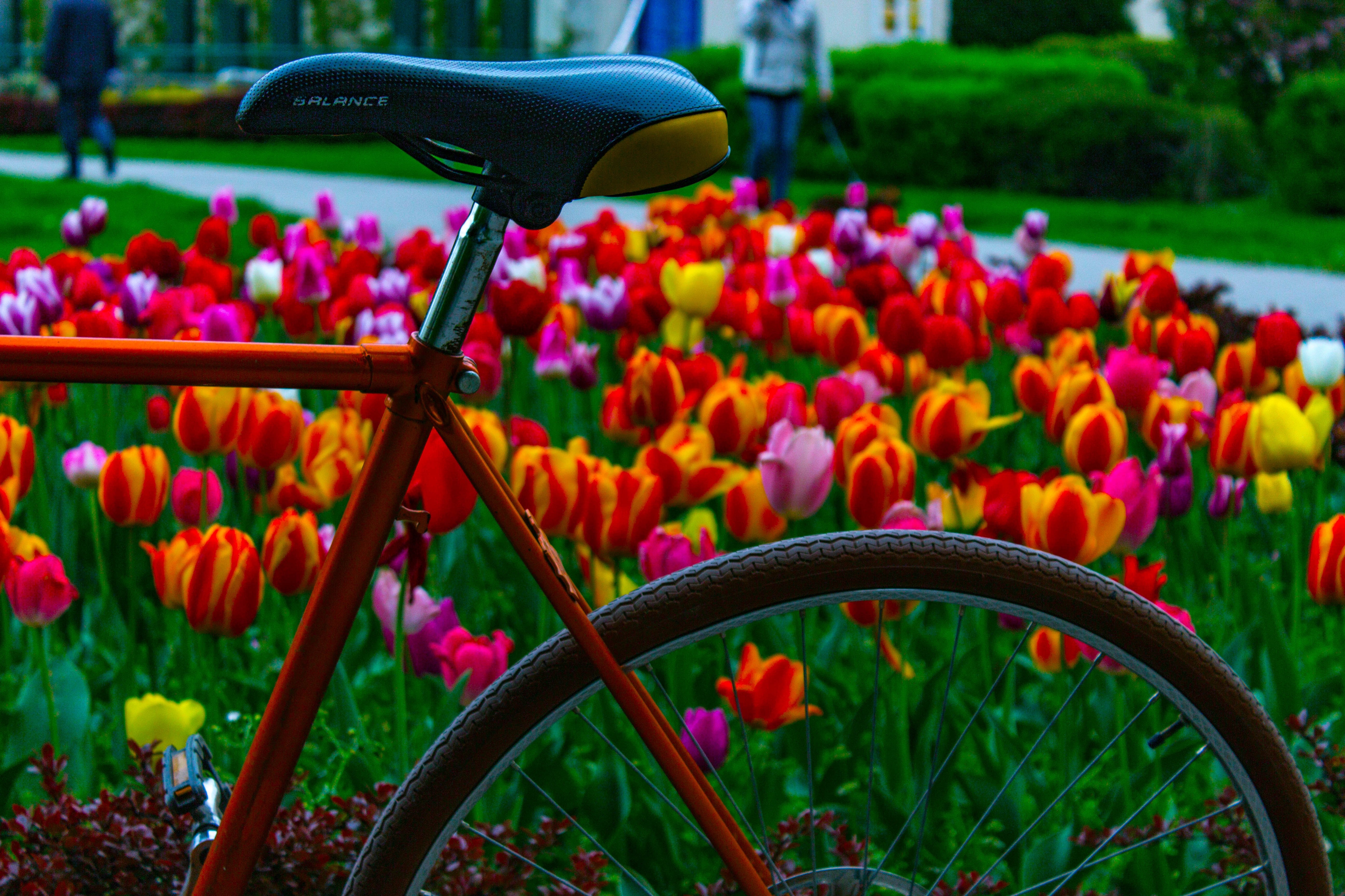 Bicycle in a field of colorful tulips HD Wallpaper